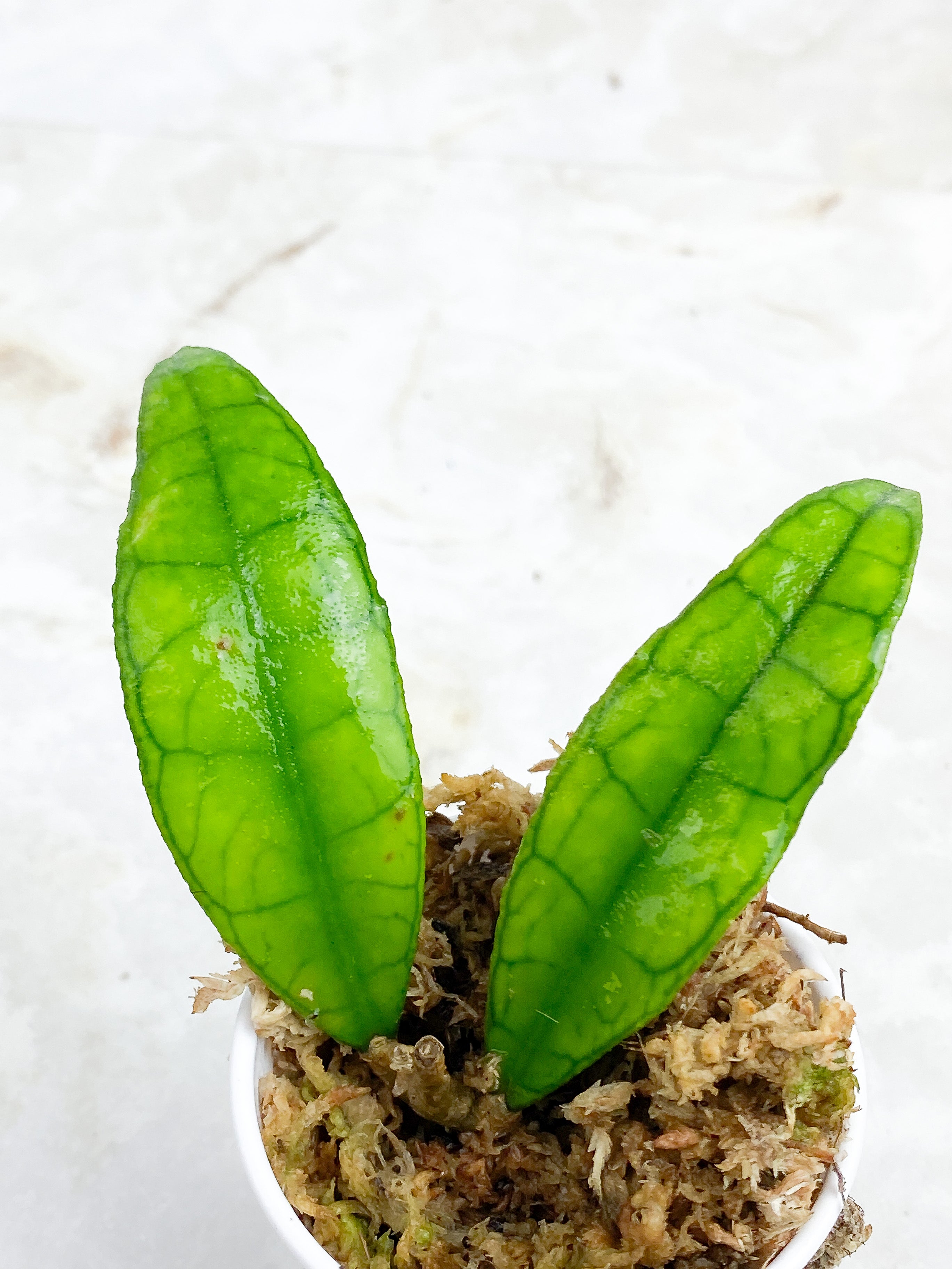 Hoya Finlaysonii Rippled Leaf Rooted