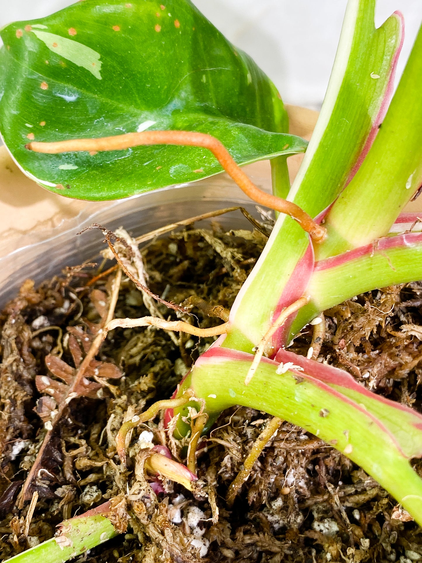 Philodendron white princess 7 leaves fully rooted