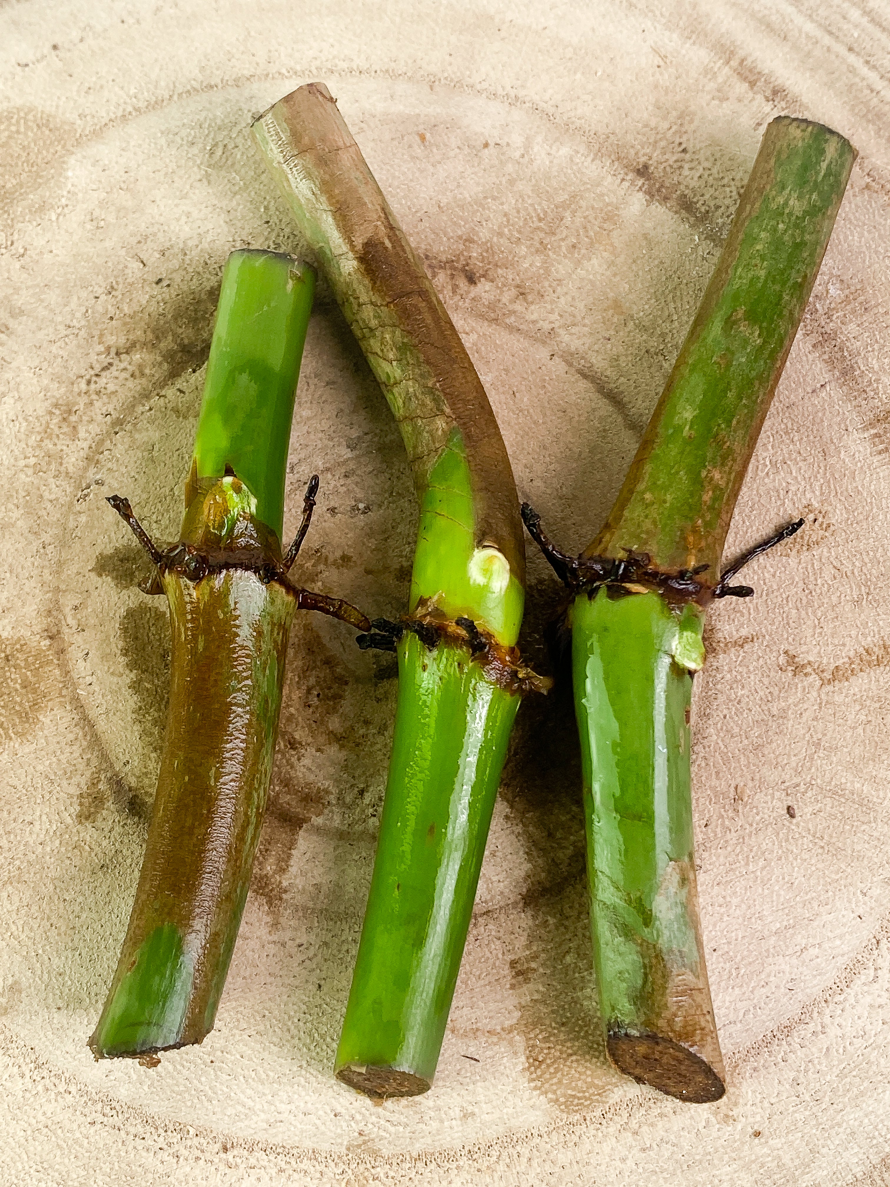 Growers Choice:  Philodendron Glorious node unrooted