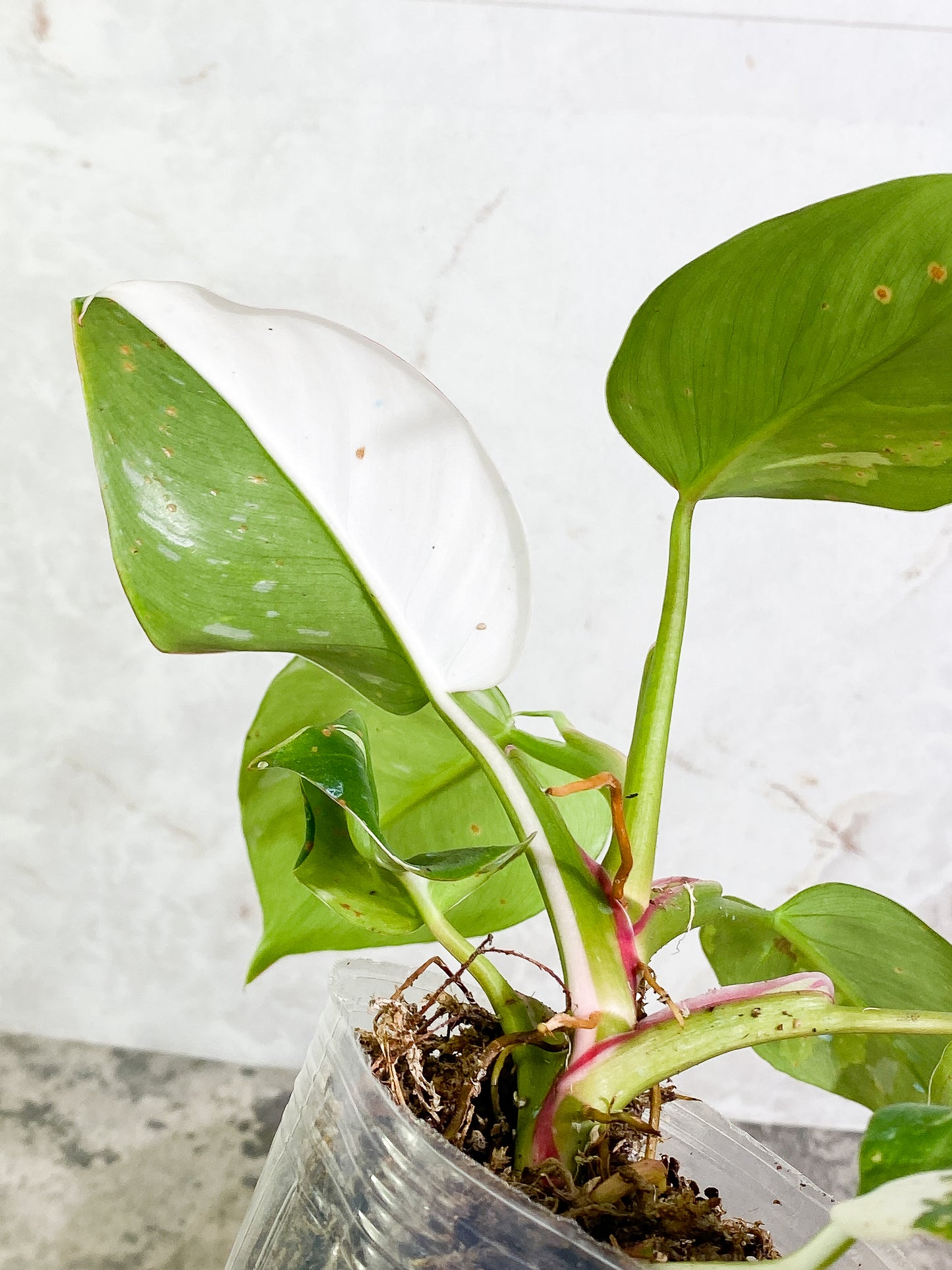 Philodendron white princess 7 leaves fully rooted