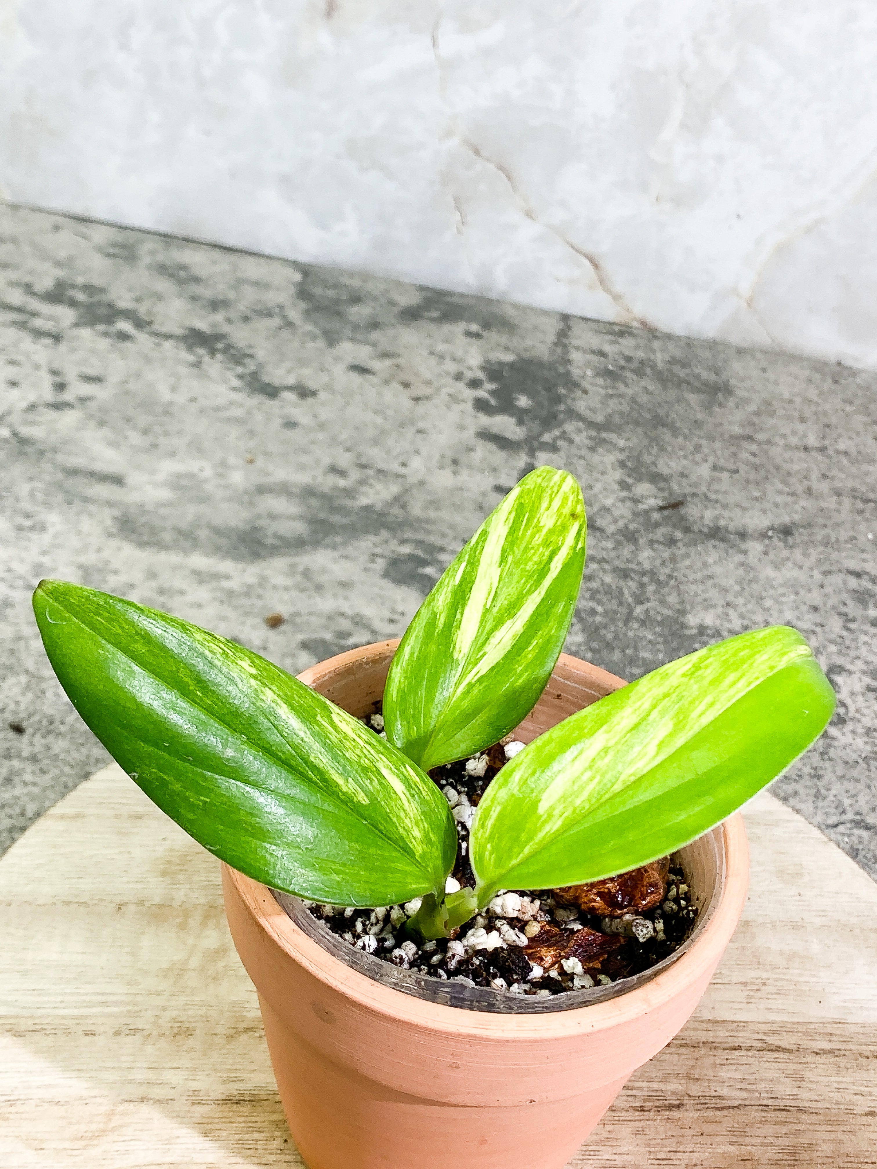 Monstera Standleyana Aurea 3 leaves Slightly Rooted