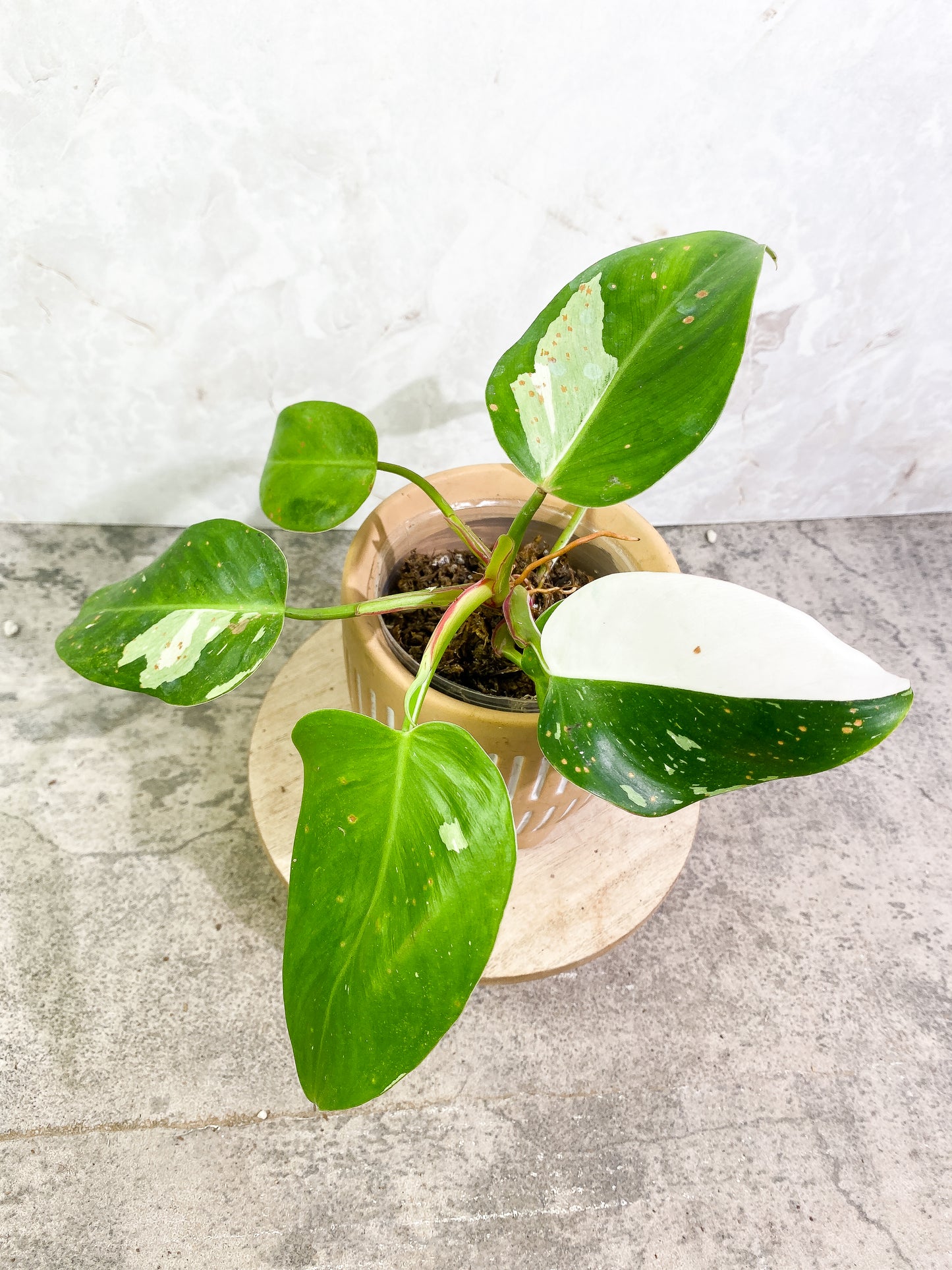 Philodendron white princess 7 leaves fully rooted