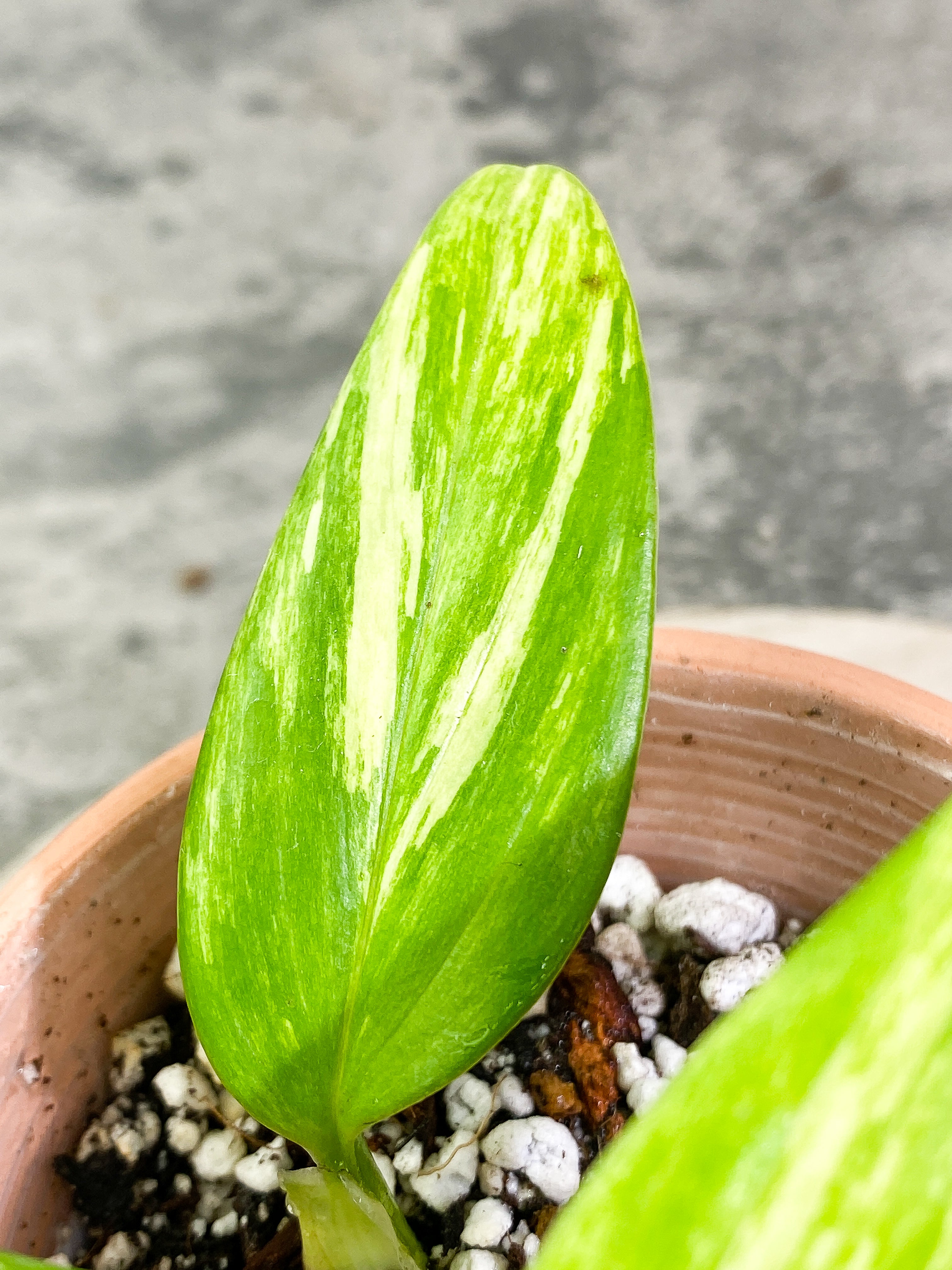 Monstera Standleyana Aurea 3 leaves Slightly Rooted