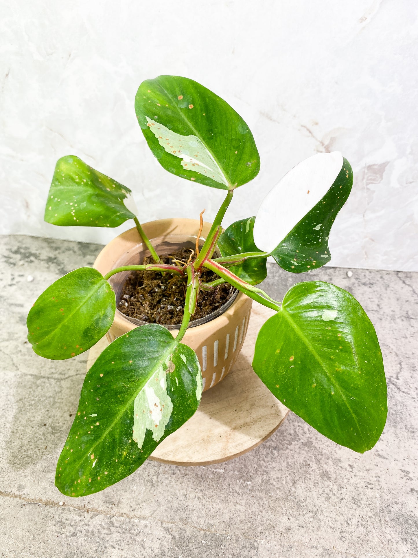 Philodendron white princess 7 leaves fully rooted