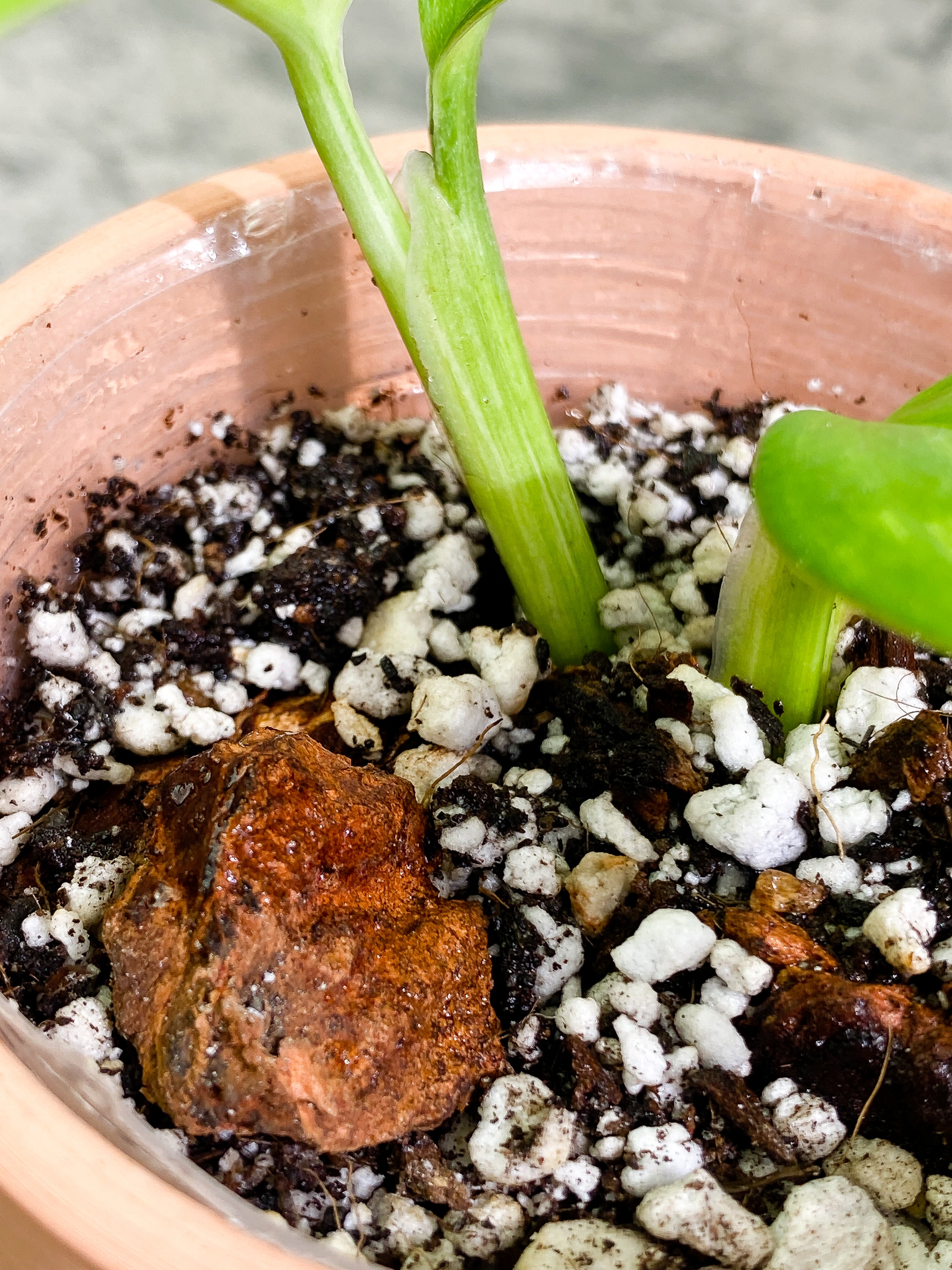 Monstera Standleyana Aurea 3 leaves Slightly Rooted