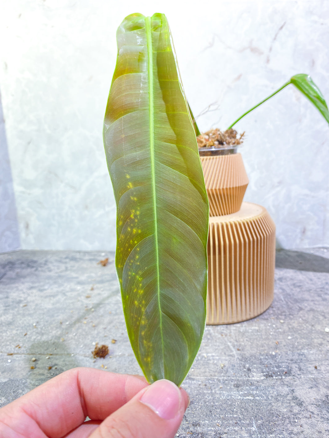 Philodendron Patriciae 2 leaves rooting