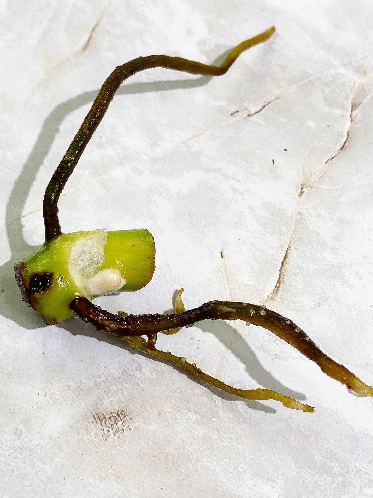 Philodendron Jose Buono node Slightly Rooted from Highly Variegated  mother plant
