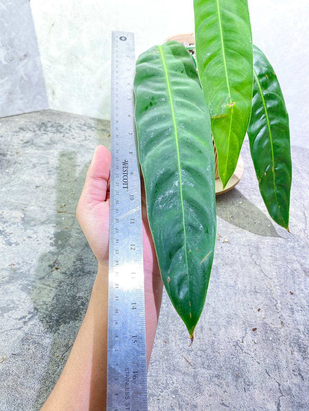 Philodendron Patriciae 3 leaves 1 sprout rooted