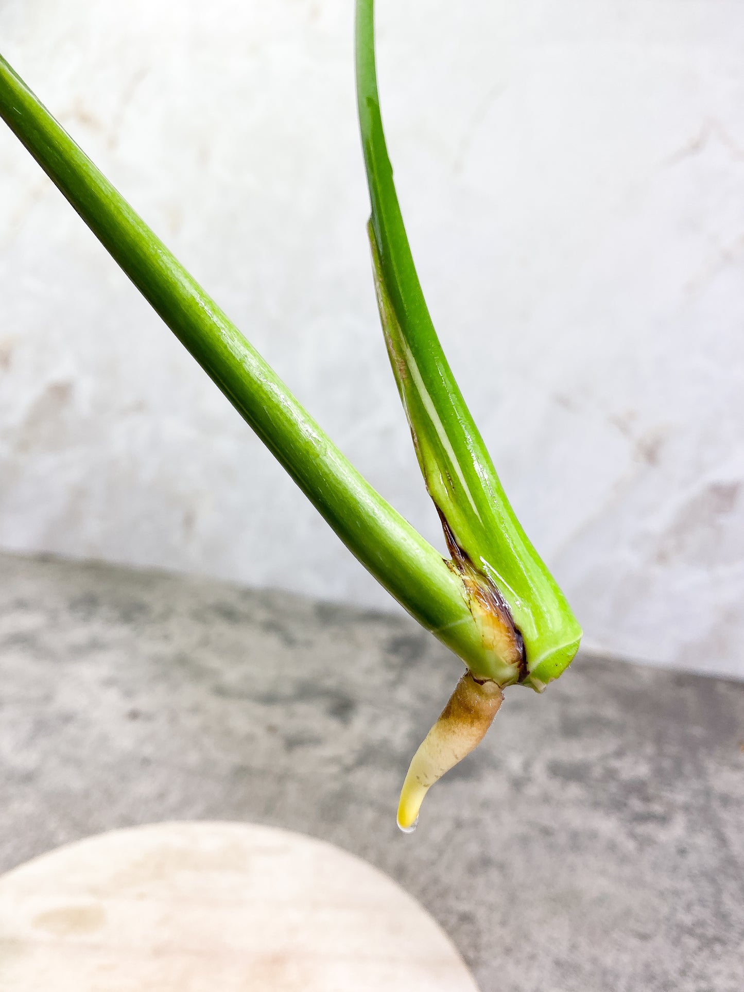 Monstera Thai Constellation 2 leaves Rooting Top Cutting