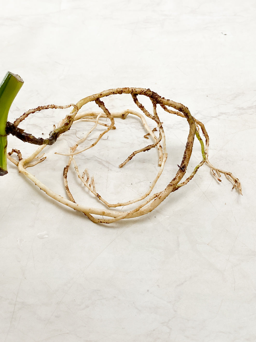 Monstera Aurea 1 highly variegated leaf slightly rooted in water