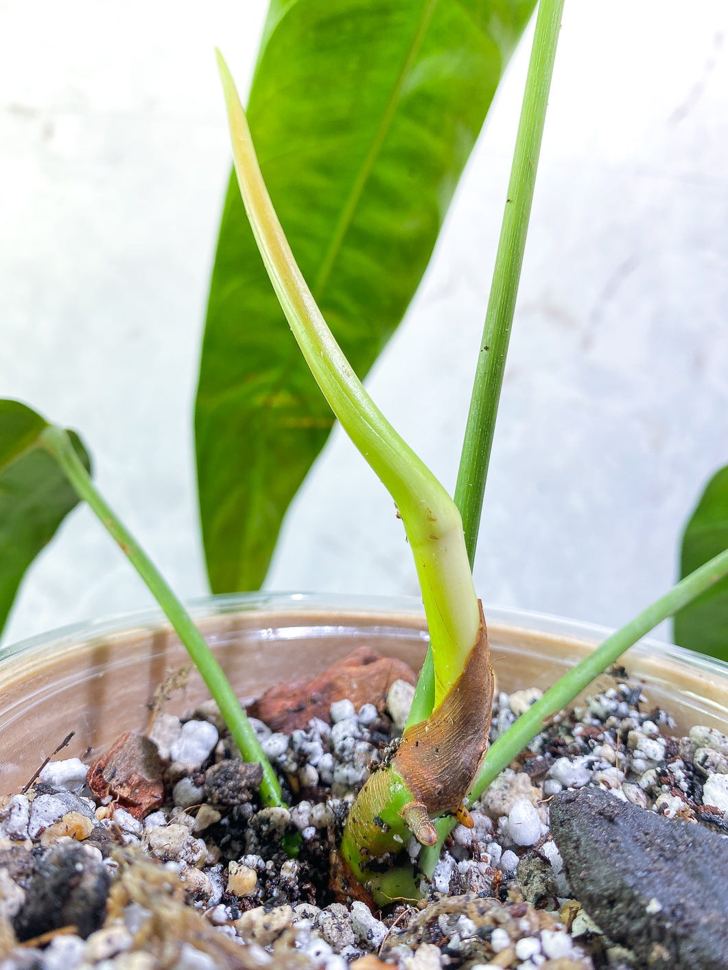 Philodendron Patriciae 3 leaves 1 sprout rooted