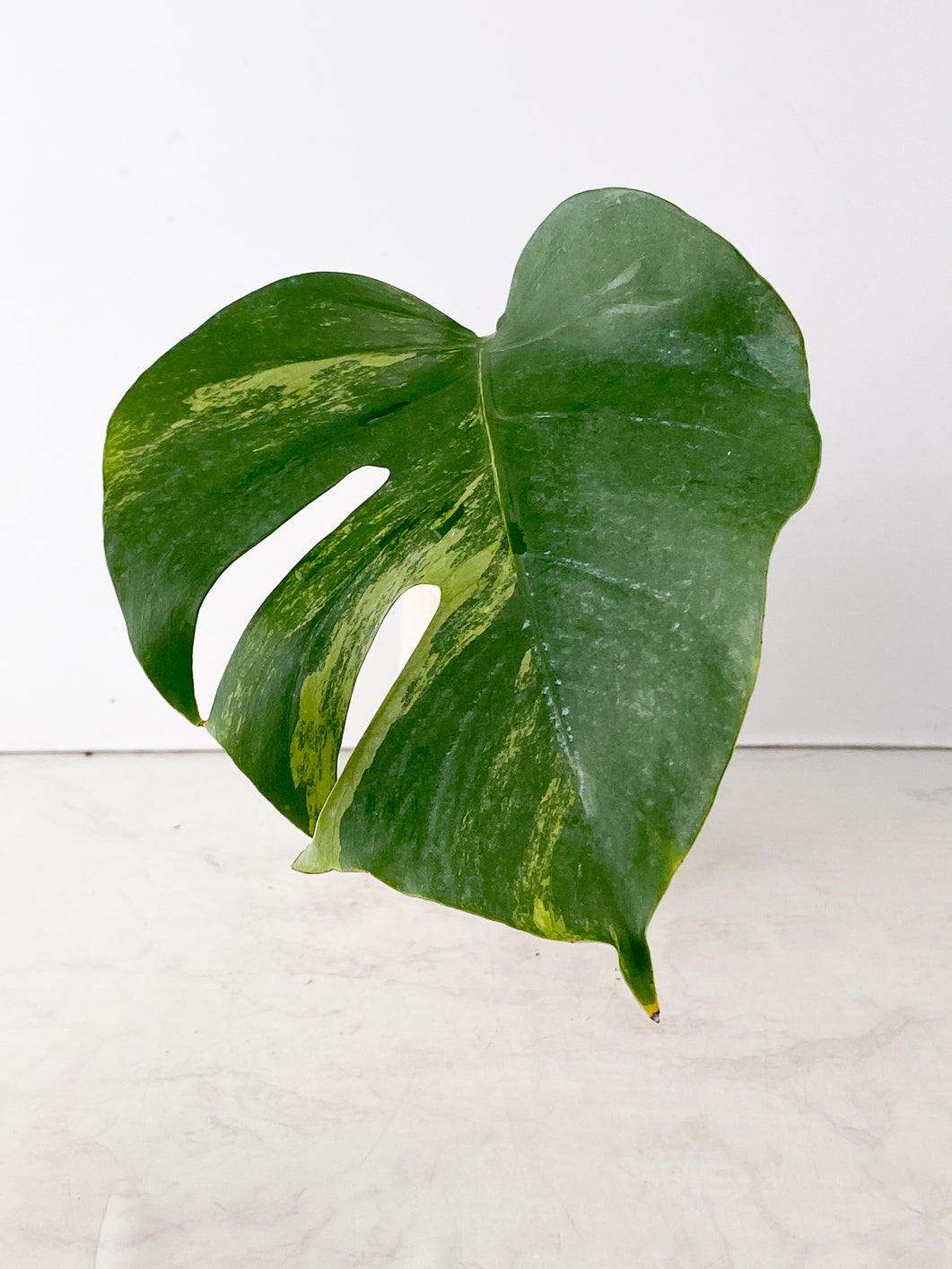 Monstera Aurea 1 leaf double node slightly rooted