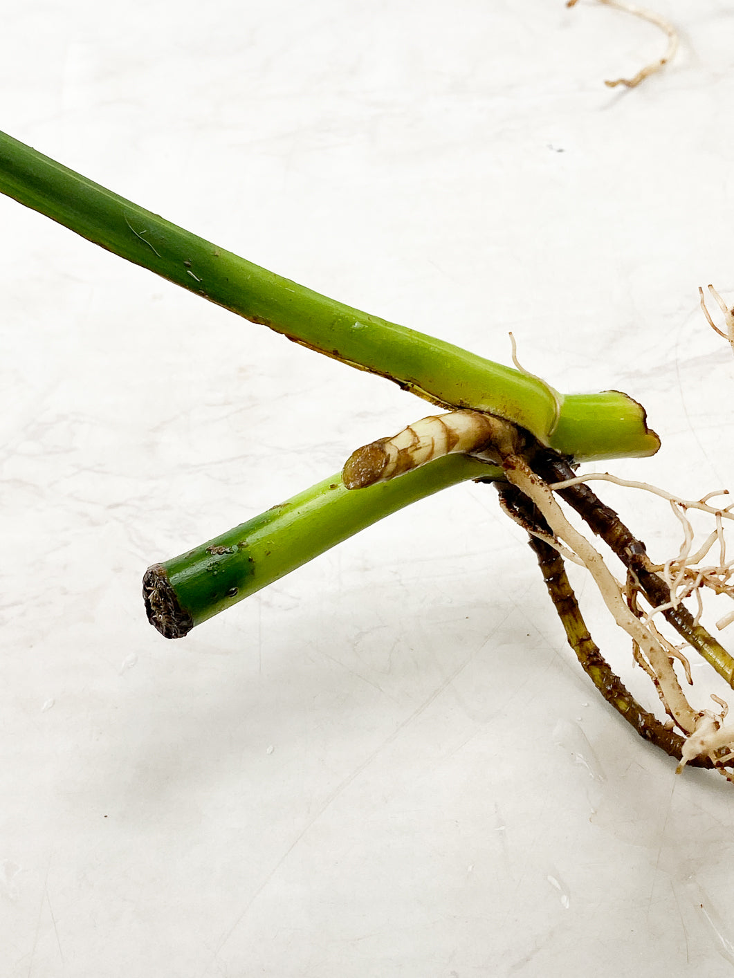 Monstera Aurea 1 leaf double node slightly rooted