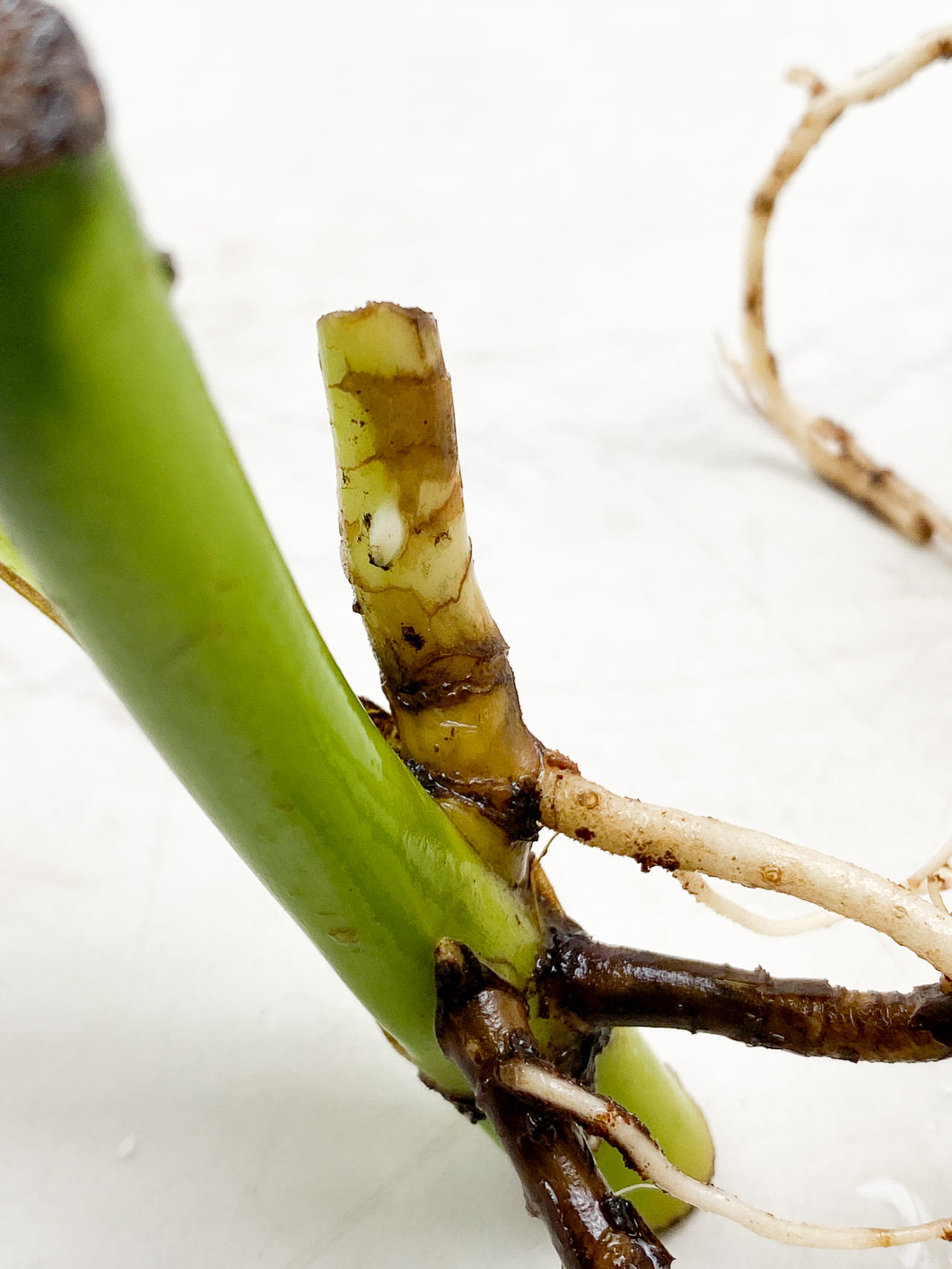 Monstera Aurea 1 leaf double node slightly rooted