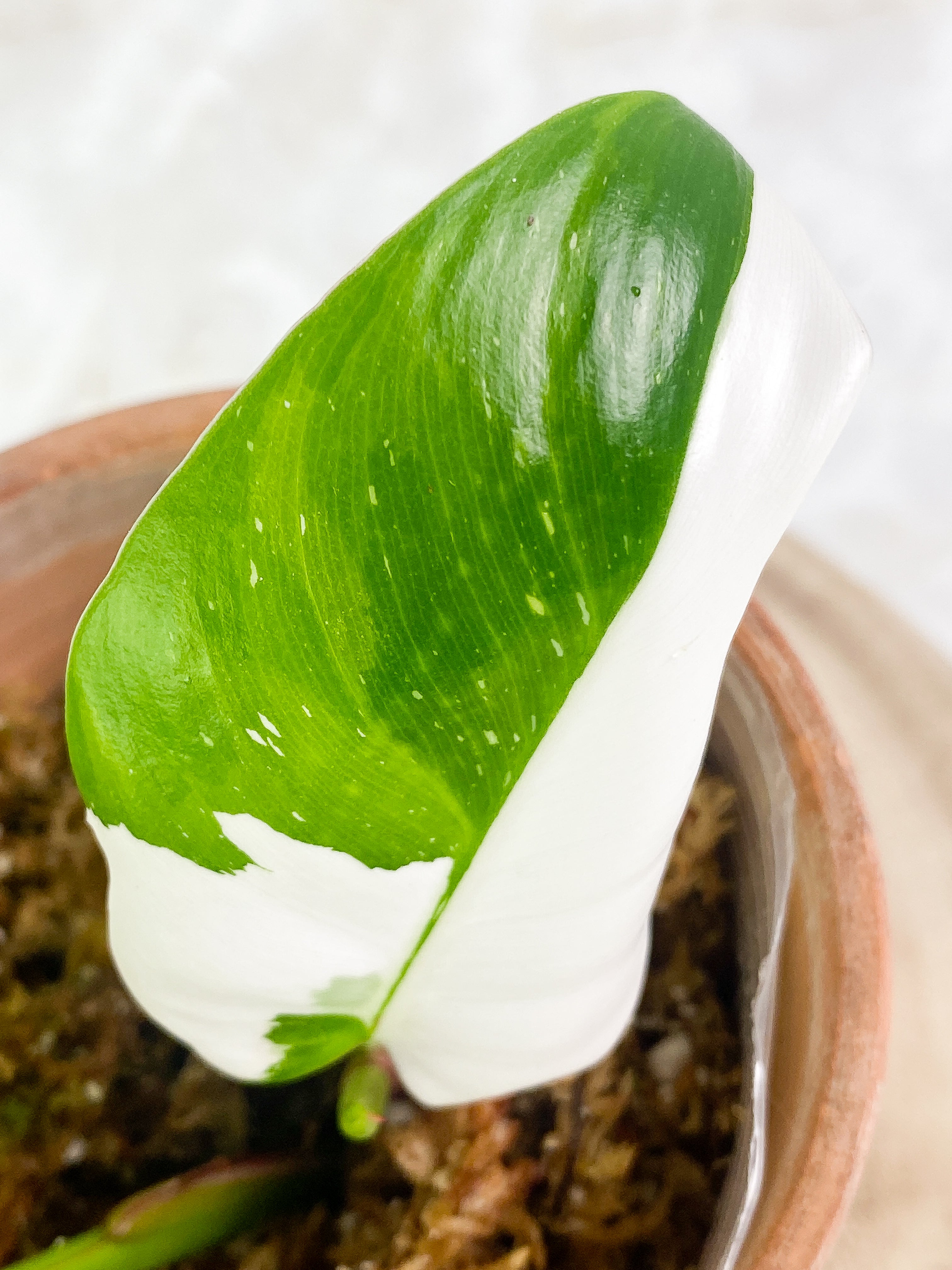 Philodendron white princess 2 leaves 1 sprout rooting Highly Variegated  Top Cutting