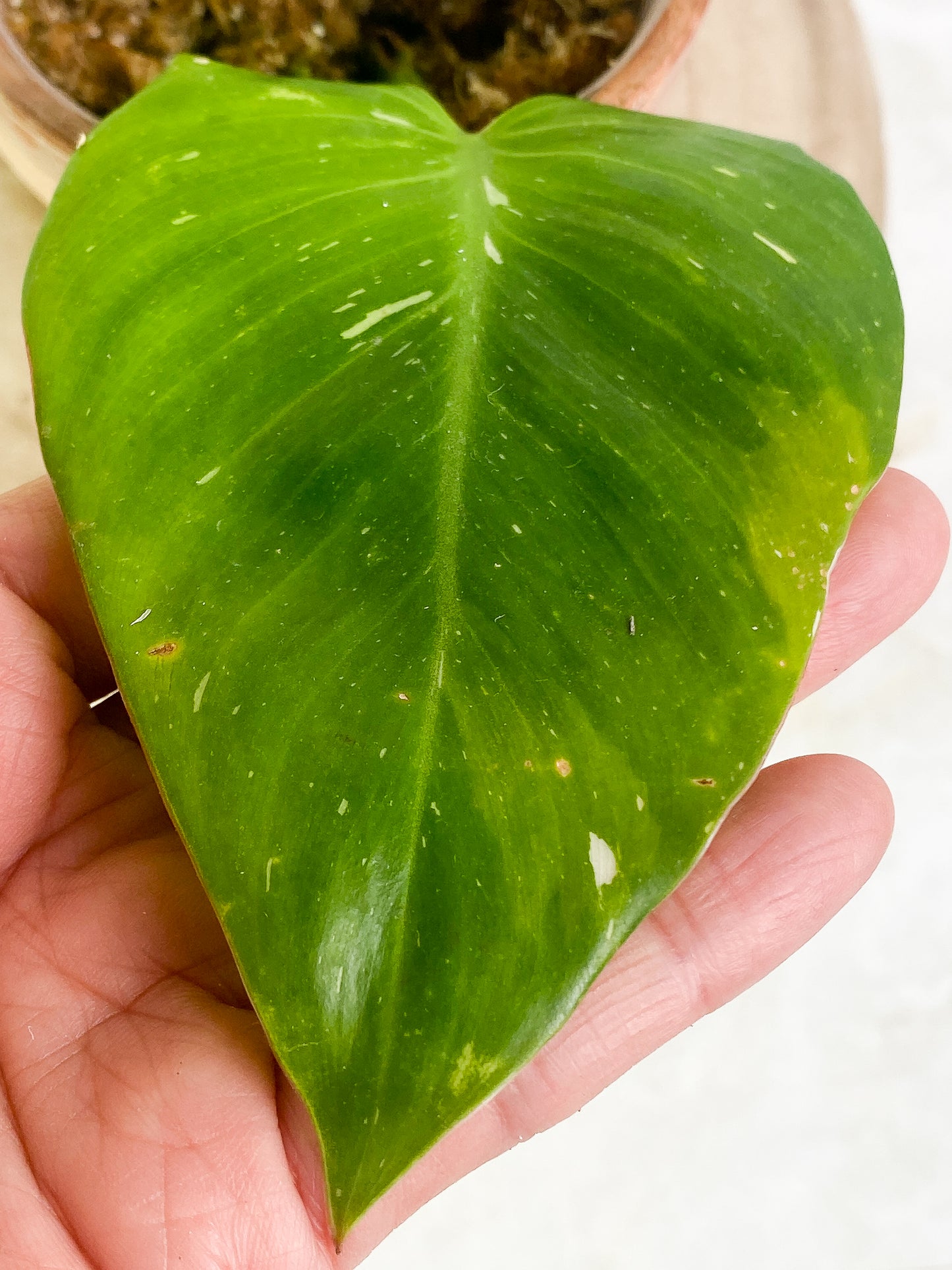 Philodendron white princess 2 leaves 1 sprout rooting Highly Variegated  Top Cutting