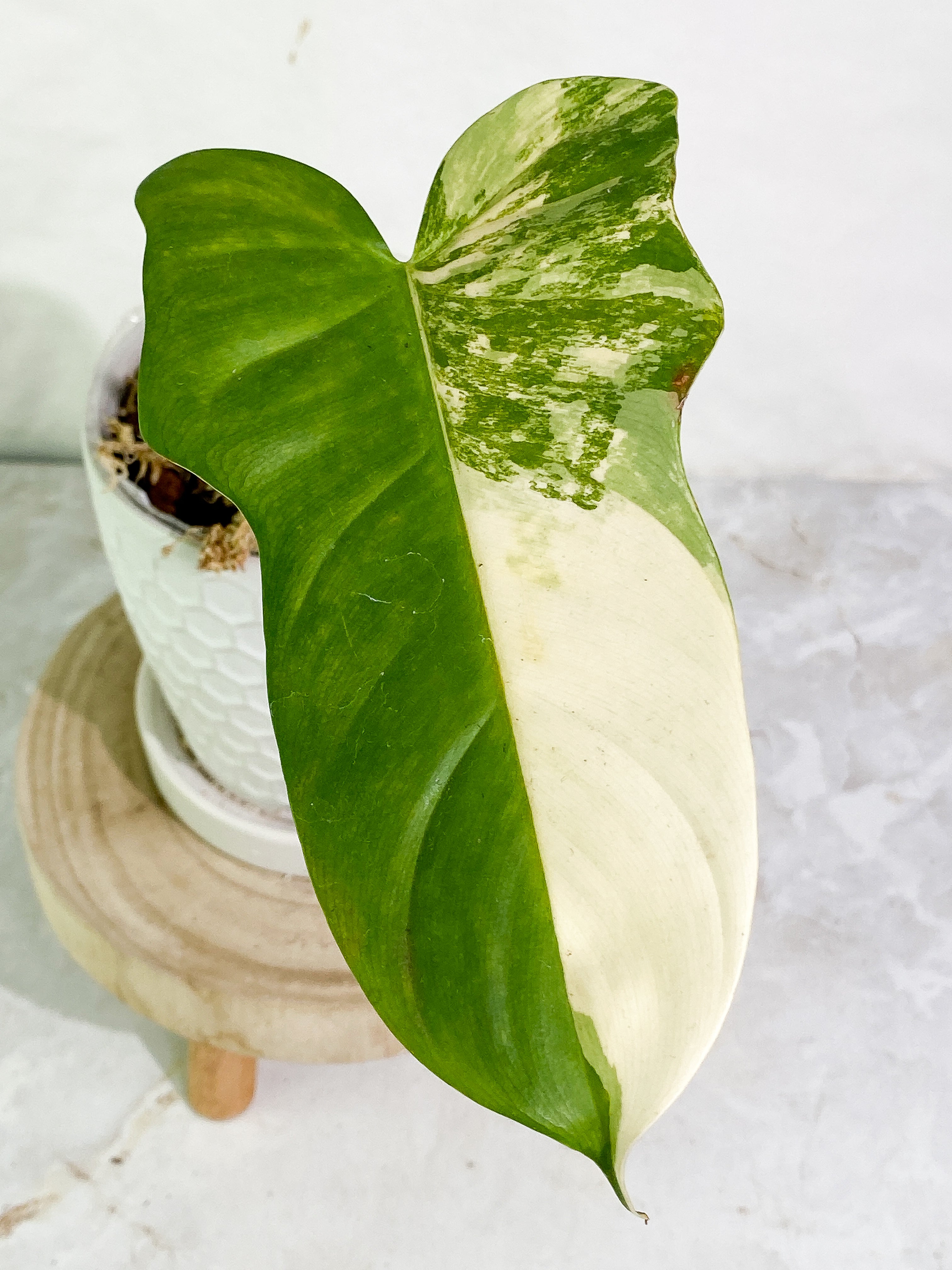 Philodendron bipennifolium variegated 1 leaf 1 sprout Rooted