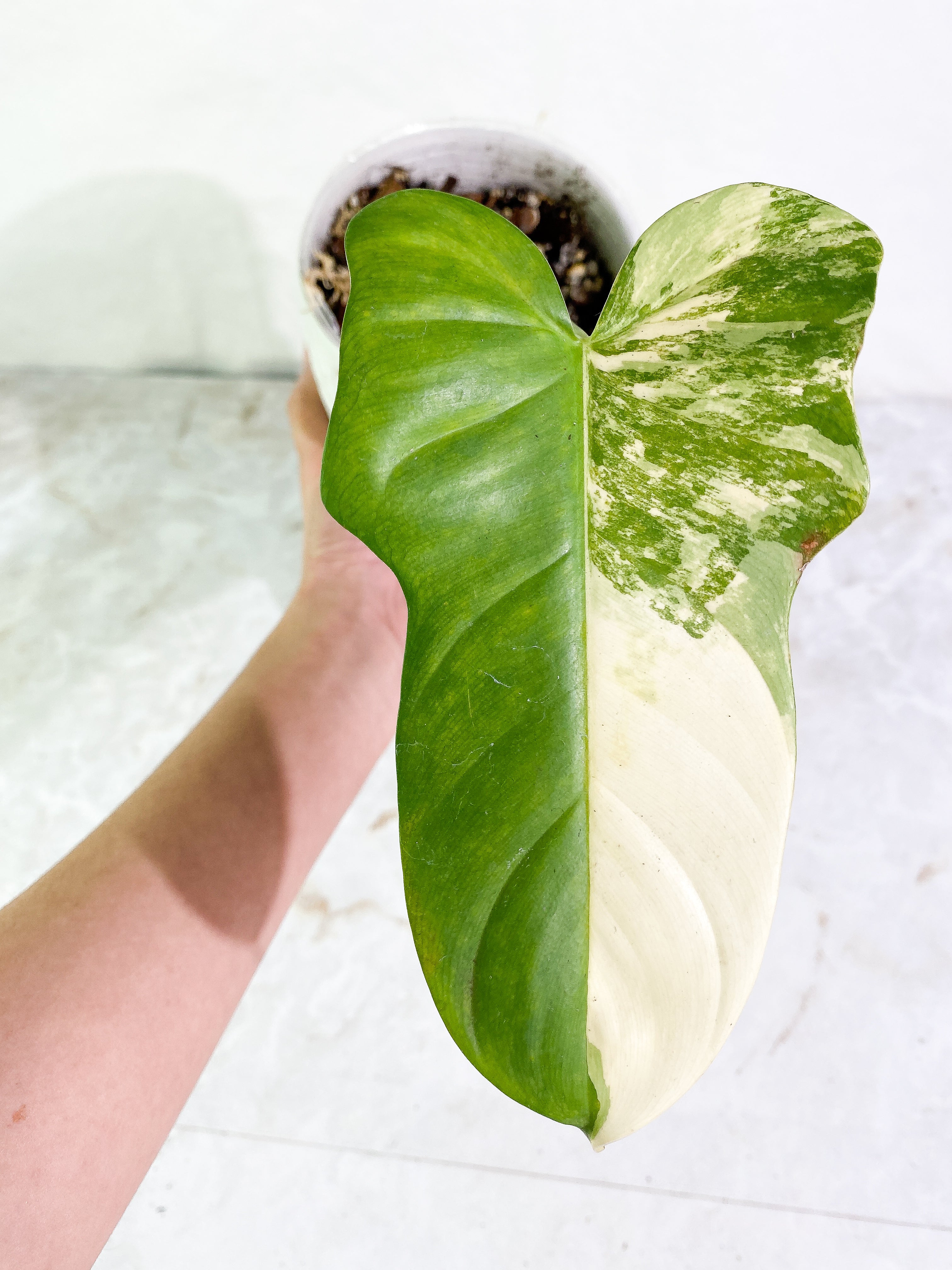 Philodendron bipennifolium variegated 1 leaf 1 sprout Rooted