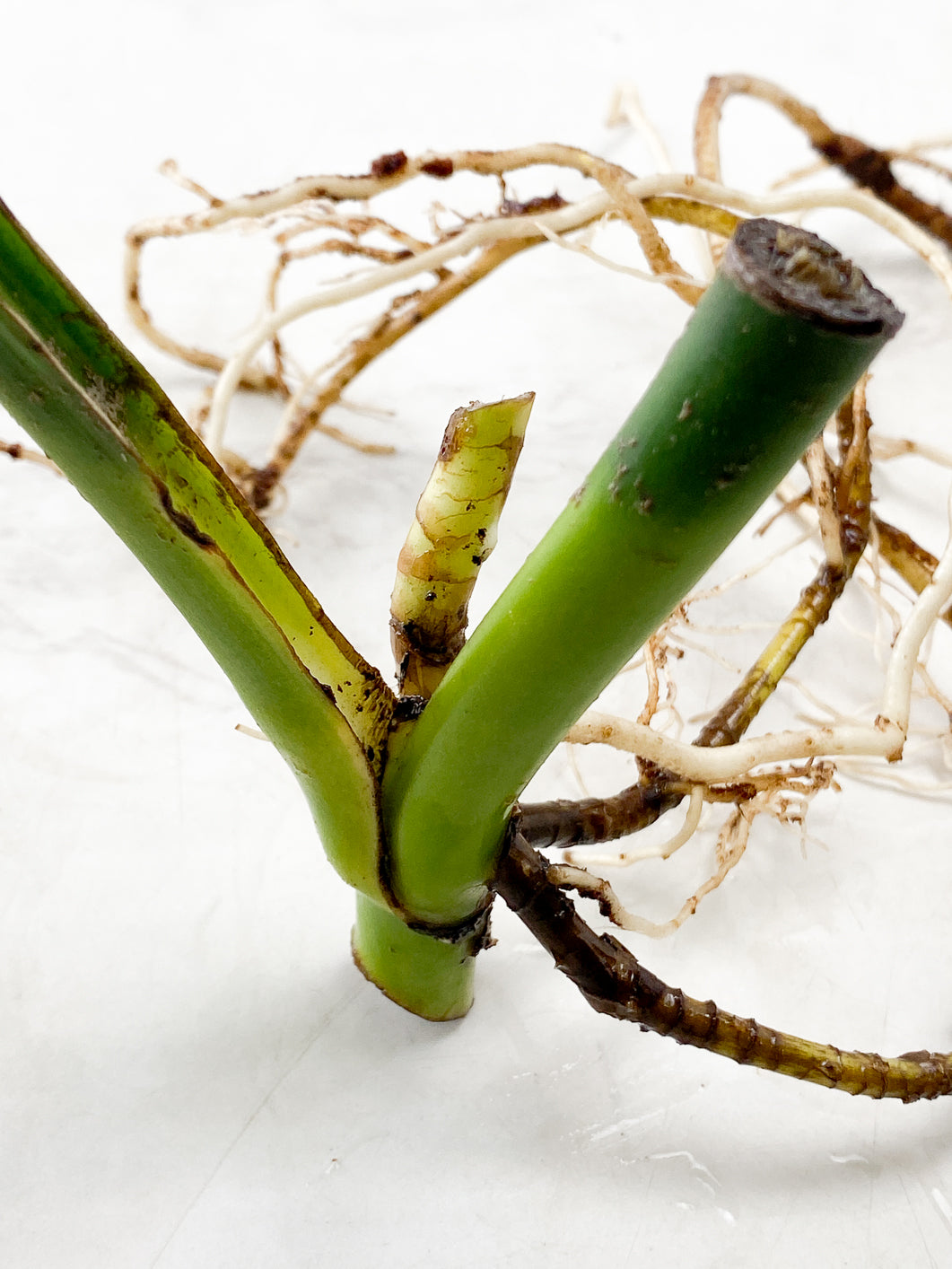 Monstera Aurea 1 leaf double node slightly rooted