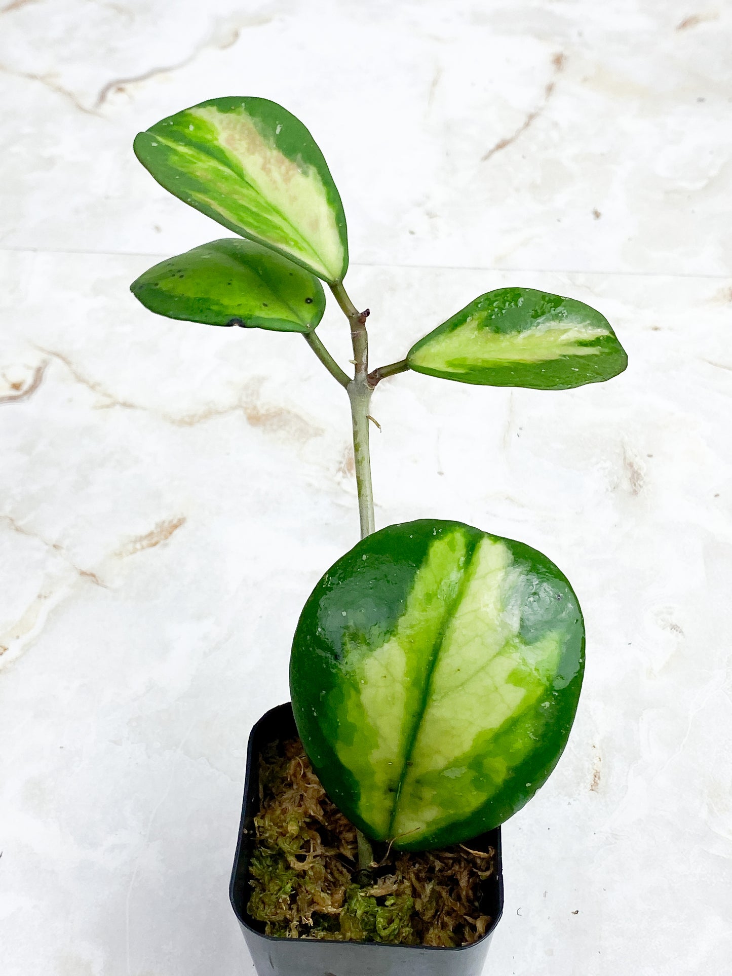Hoya Obovata Inner variegated 4 leaves Rooted