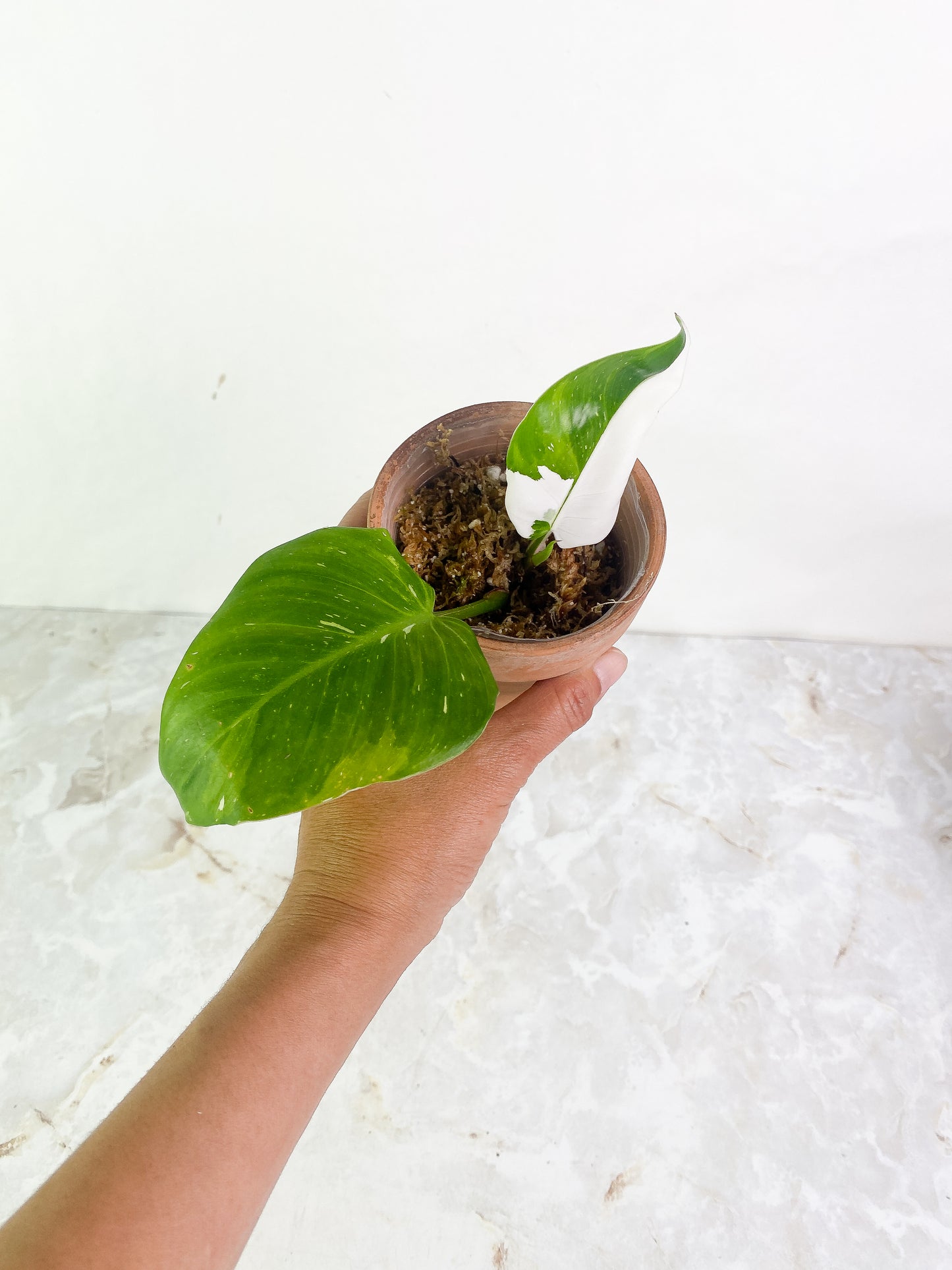 Philodendron white princess 2 leaves 1 sprout rooting Highly Variegated  Top Cutting