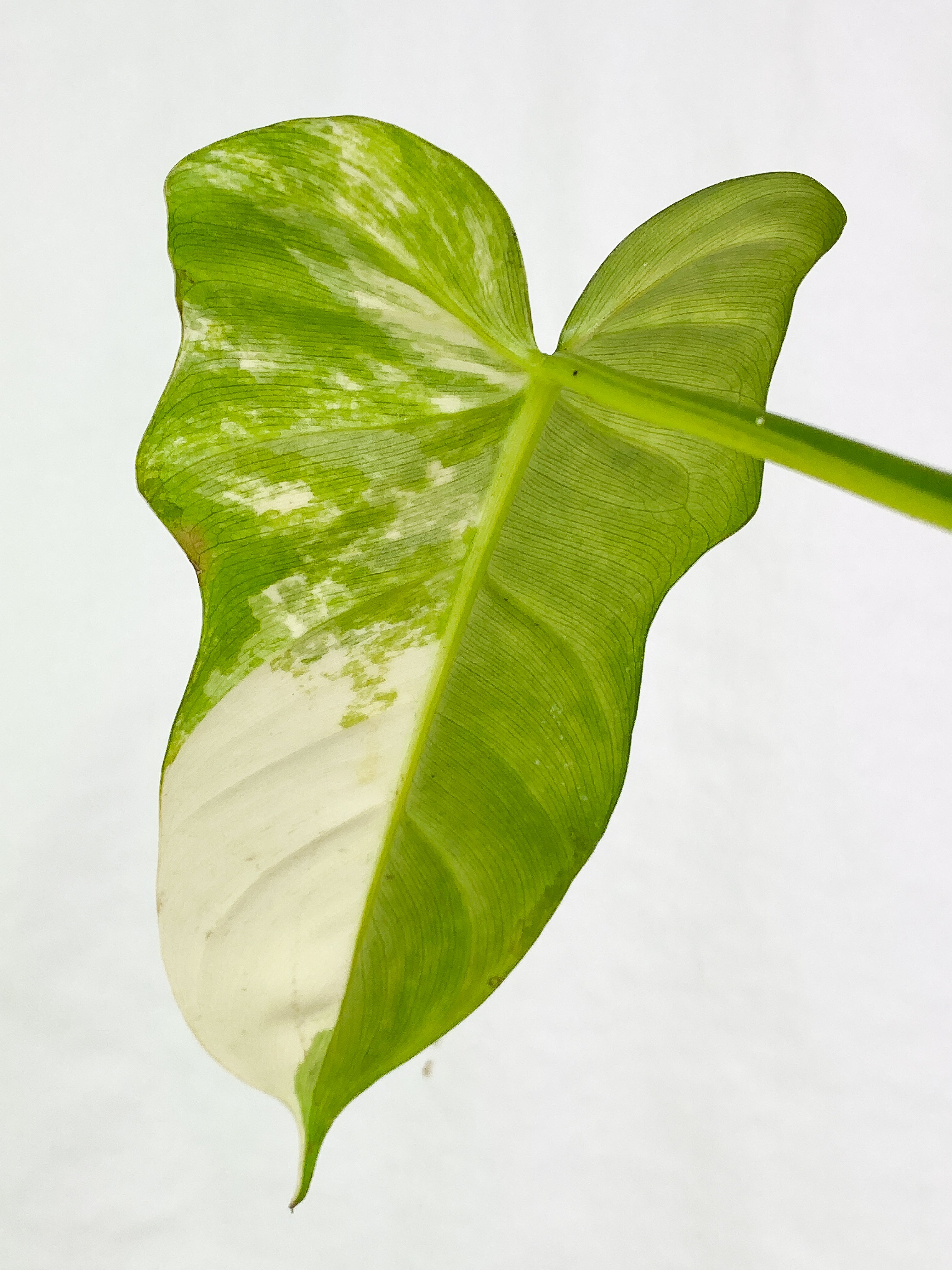 Philodendron bipennifolium variegated 1 leaf 1 sprout Rooted