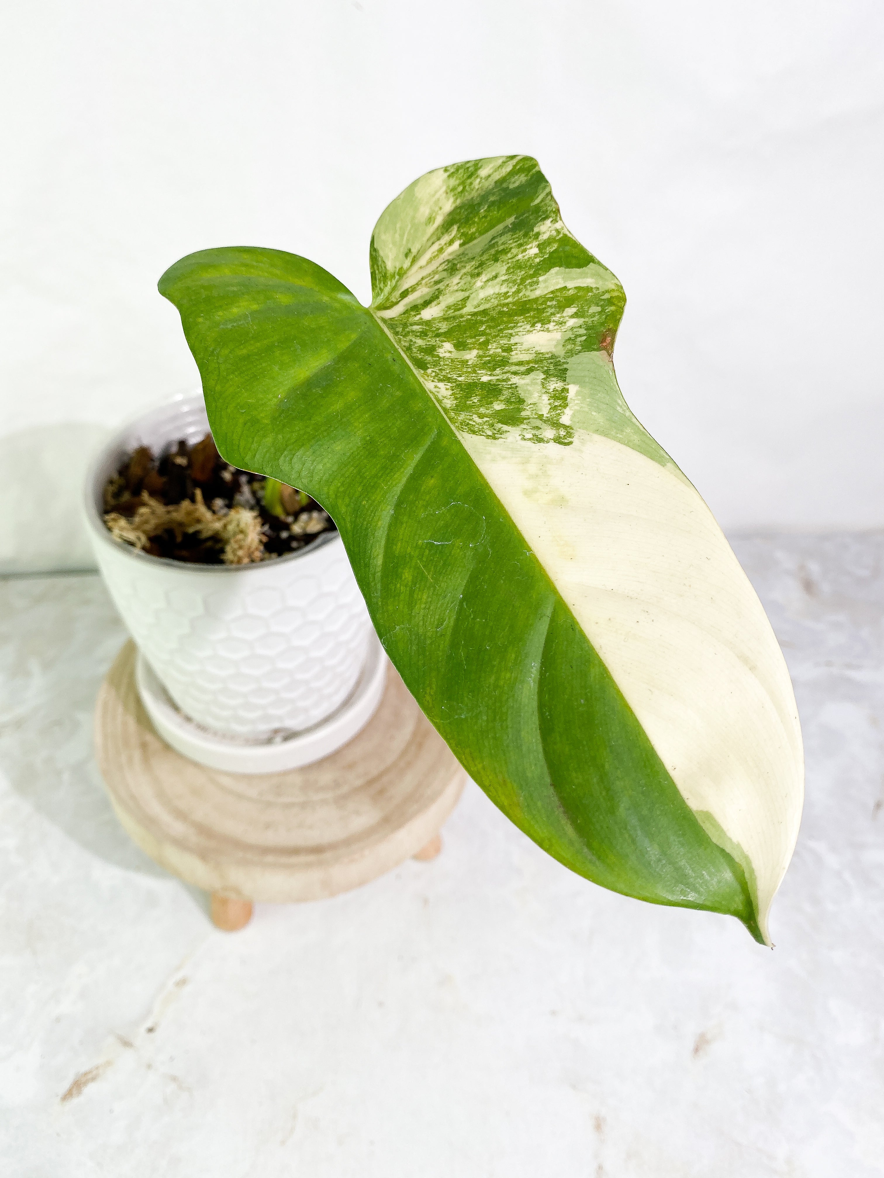 Philodendron bipennifolium variegated 1 leaf 1 sprout Rooted