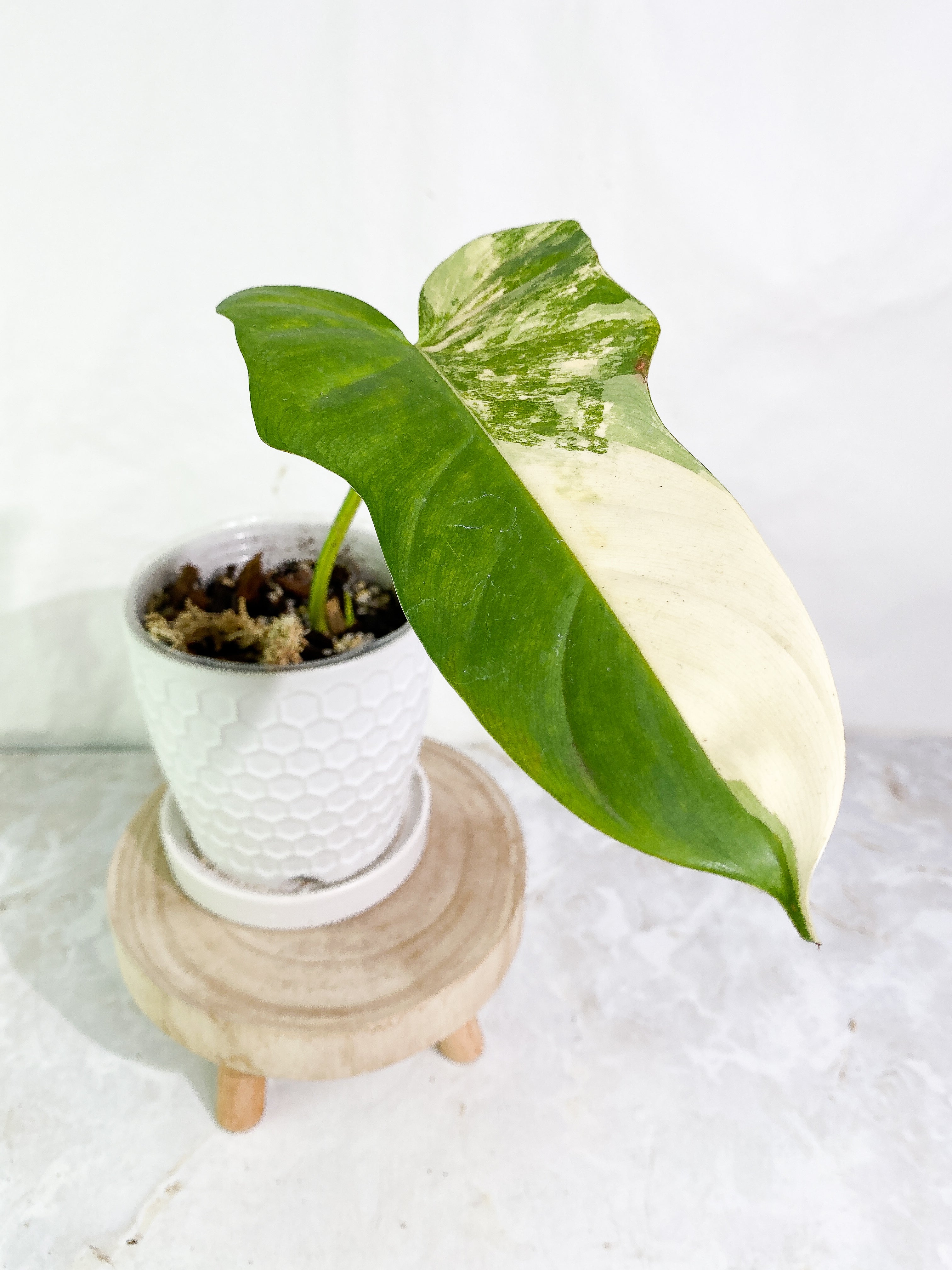 Philodendron bipennifolium variegated 1 leaf 1 sprout Rooted