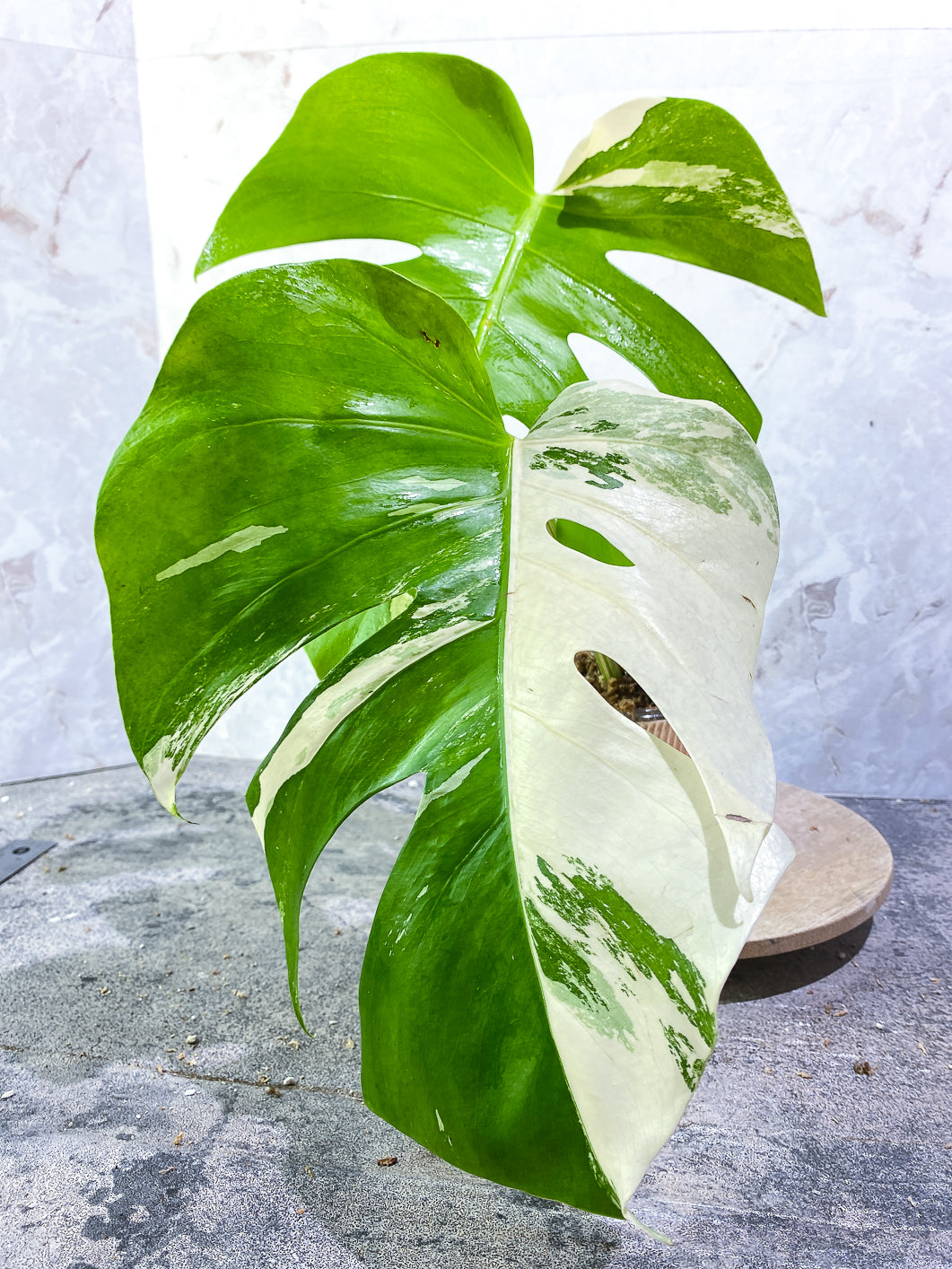 Monstera Albo Variegated 2 leaves Rooted