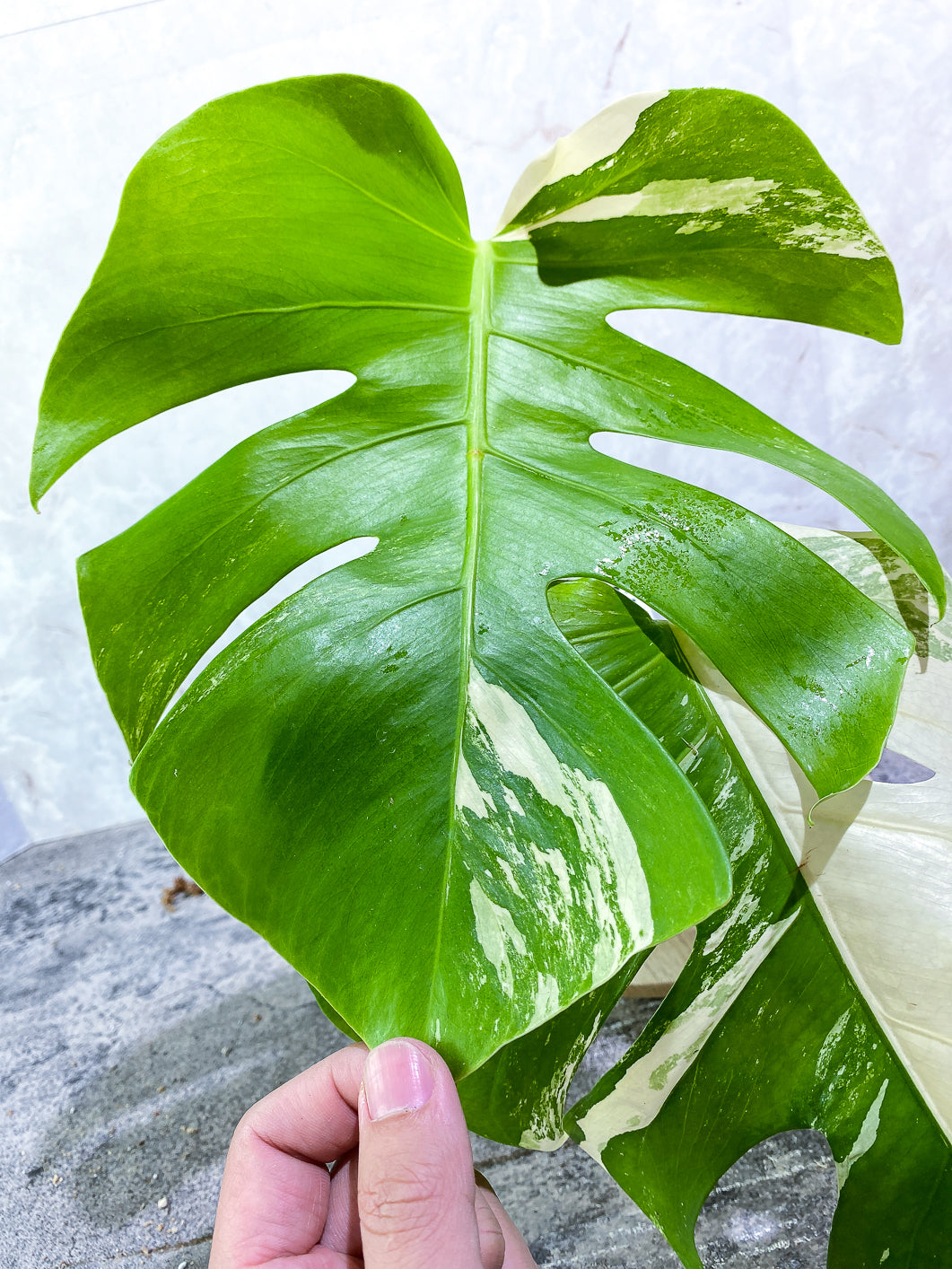 Monstera Albo Variegated 2 leaves Rooted