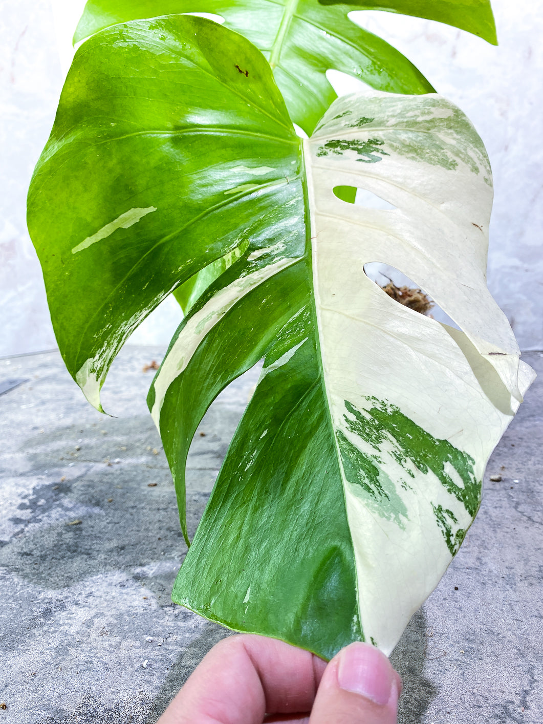 Monstera Albo Variegated 2 leaves Rooted