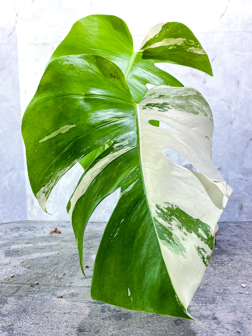 Monstera Albo Variegated 2 leaves Rooted