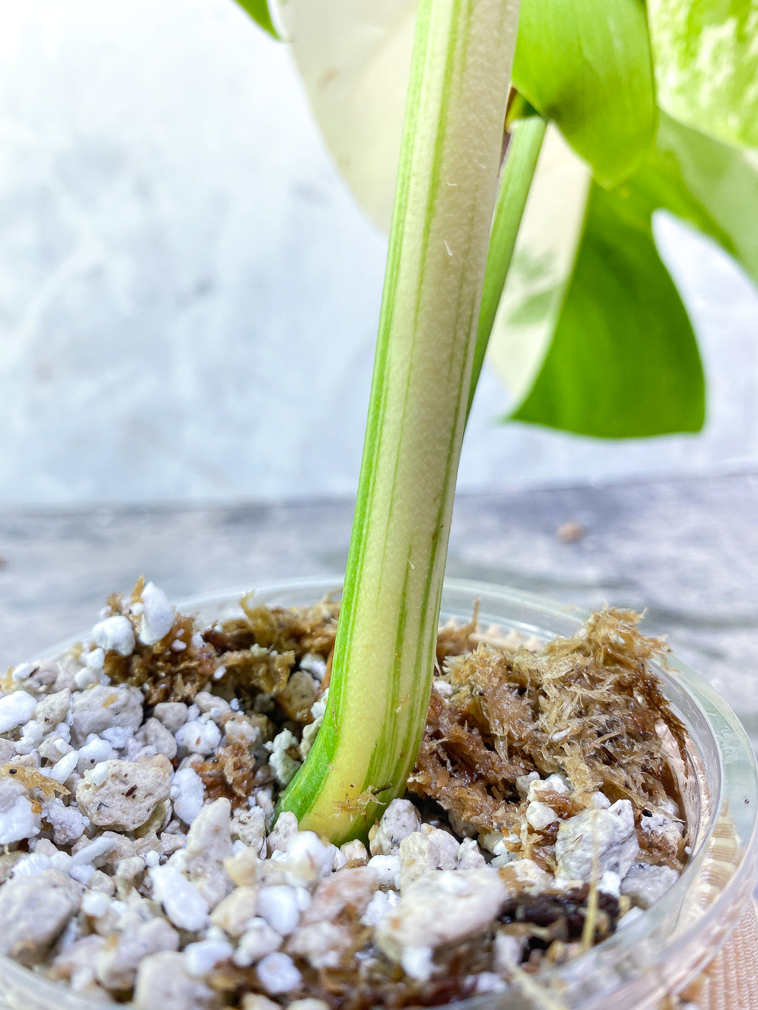 Monstera Albo Variegated 2 leaves Rooted