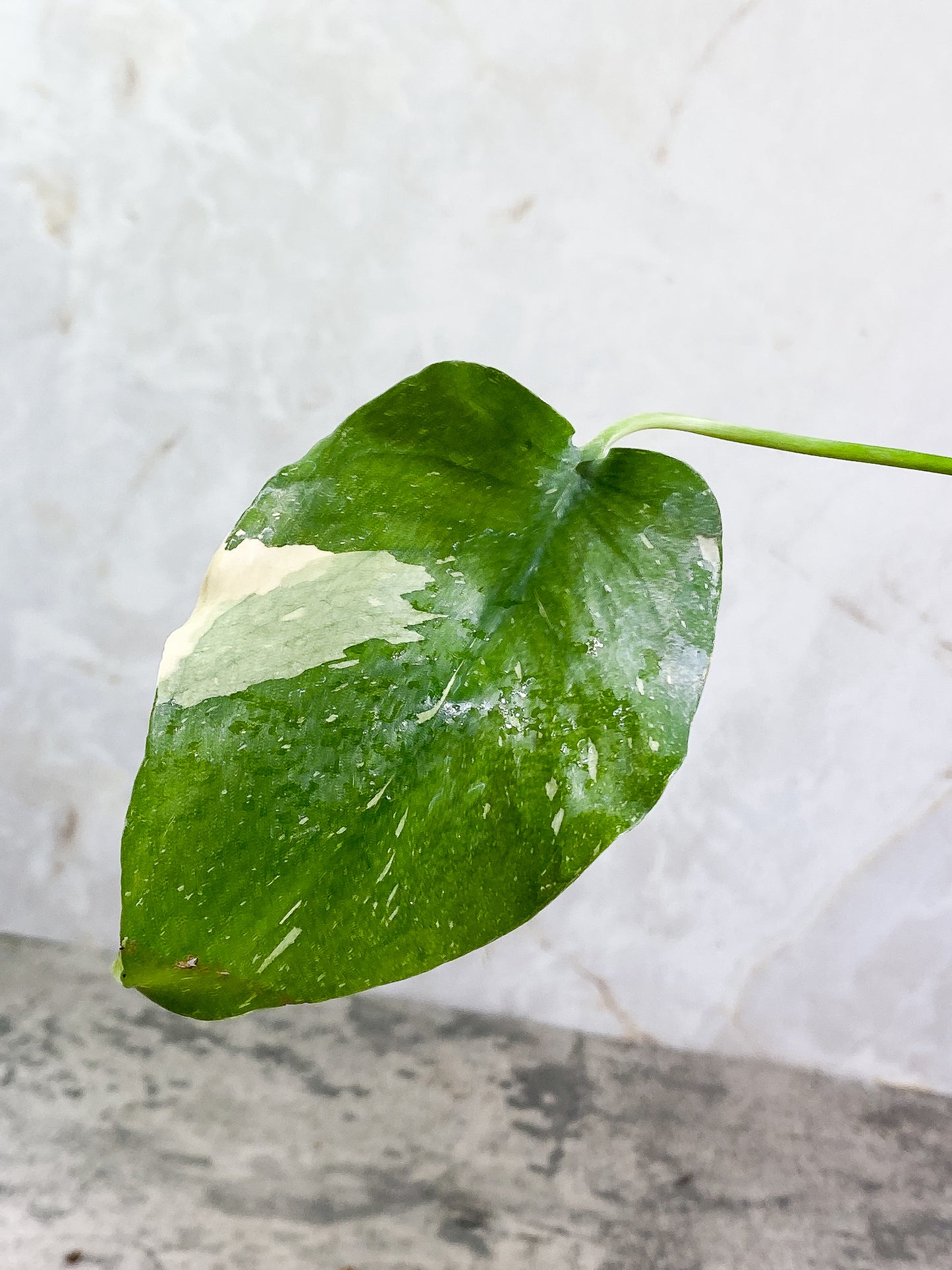 Monstera Thai Constellation 1 leaf Rooting