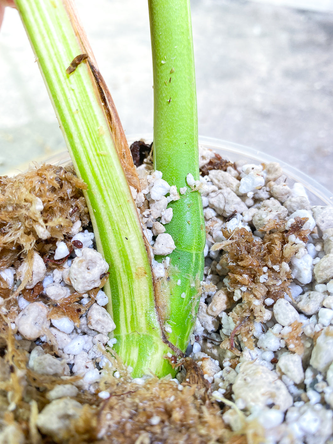 Monstera Albo Variegated 2 leaves Rooted