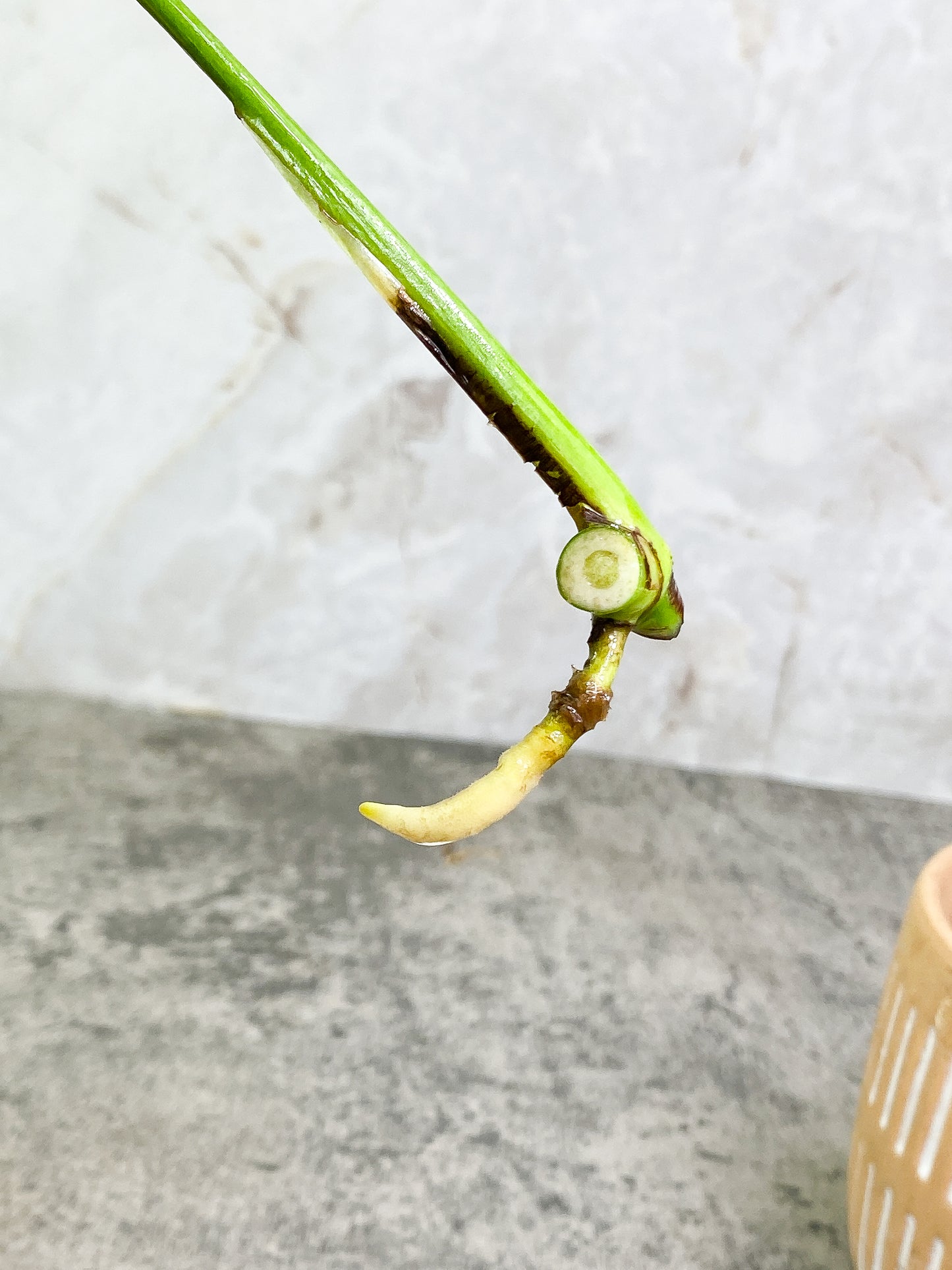 Monstera Thai Constellation 1 leaf Rooting