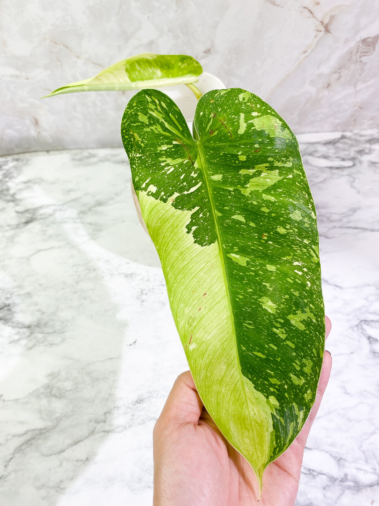 Philodendron Jose Buono node Slightly Rooted from Highly Variegated  mother plant