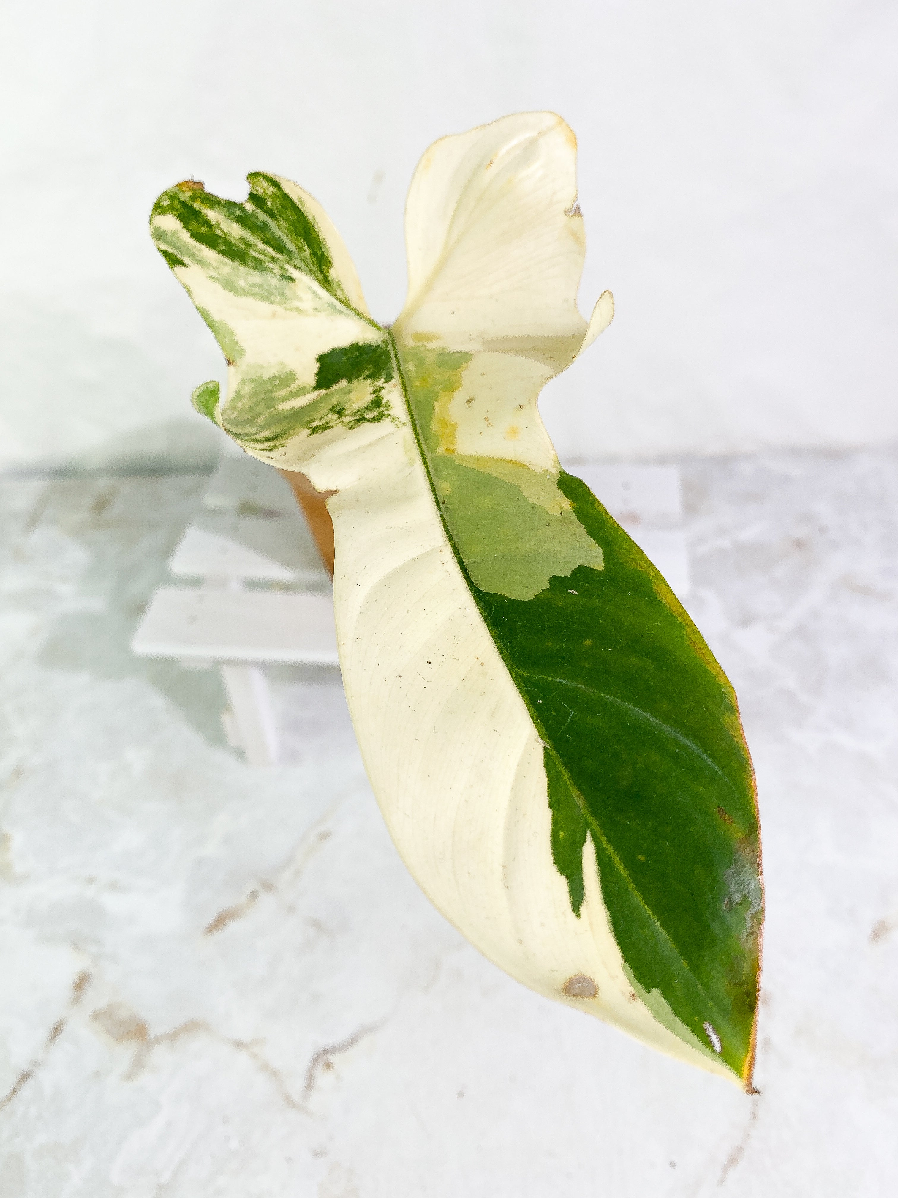 Philodendron bipennifolium variegated 1 leaf 1 sprout Rooted