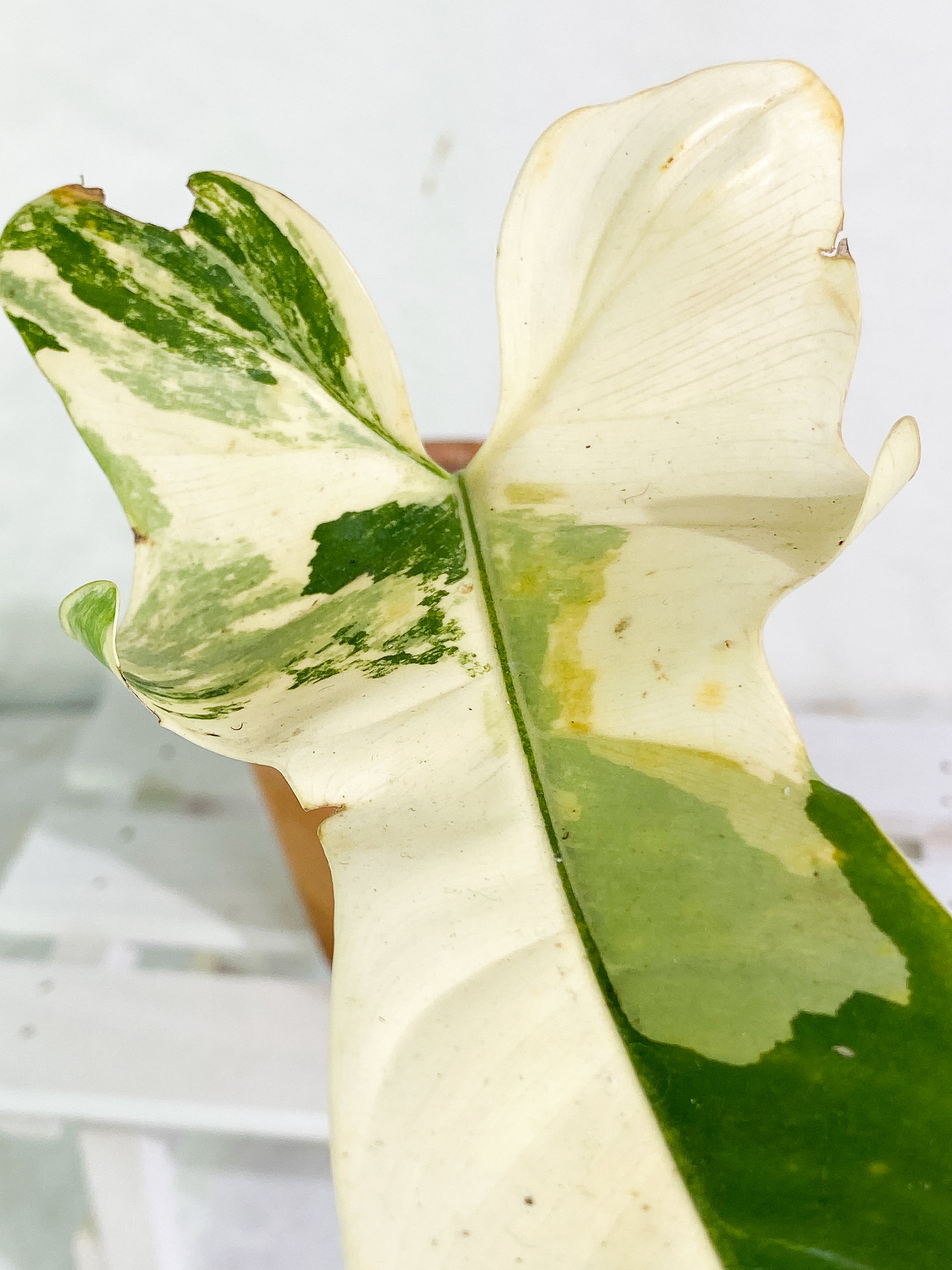 Philodendron bipennifolium variegated 1 leaf 1 sprout Rooted