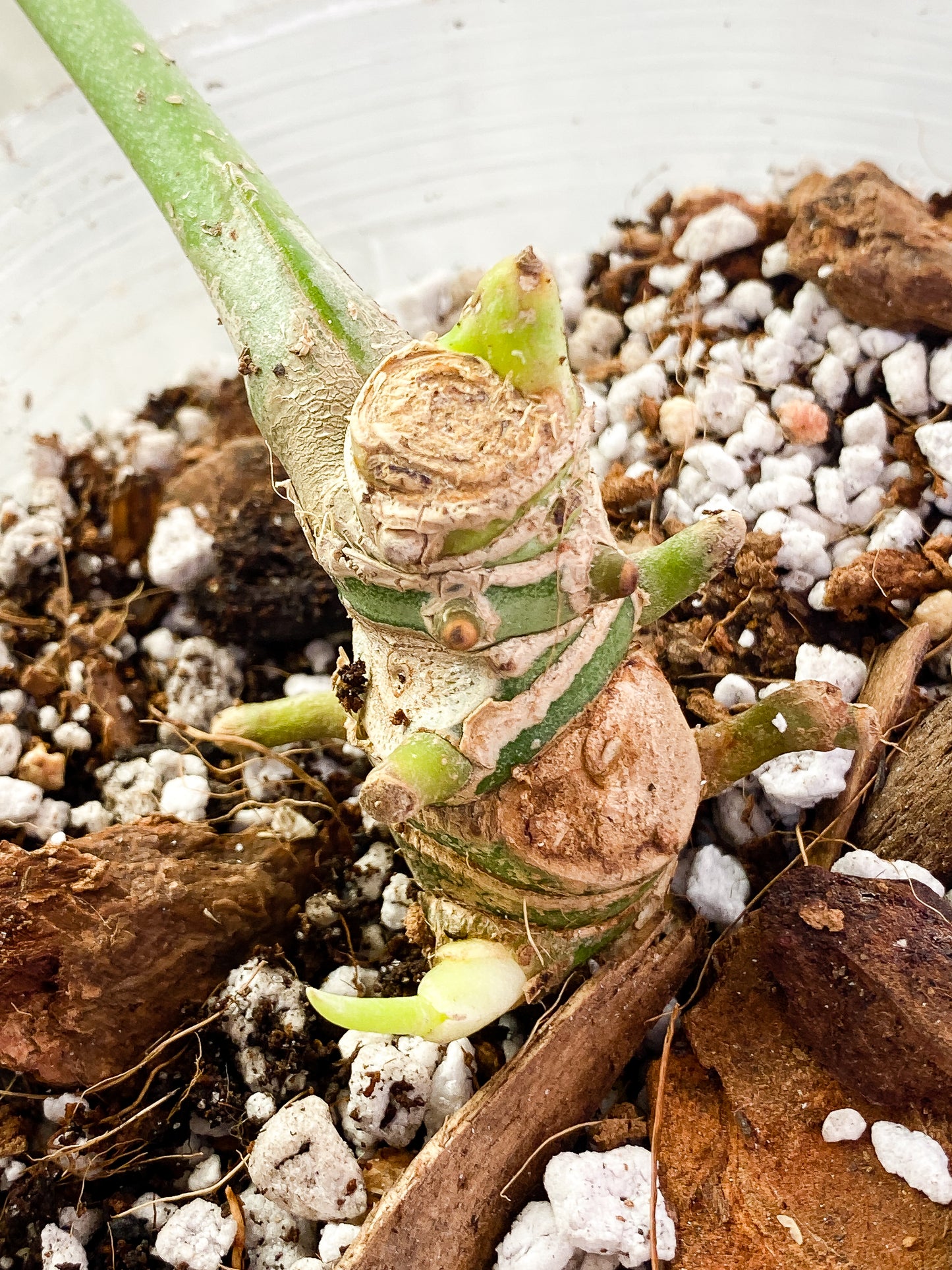 Anthurium Warocqueanum Dark Form 1 16 1/2 inch leaf, 1 sprout fully rooted
