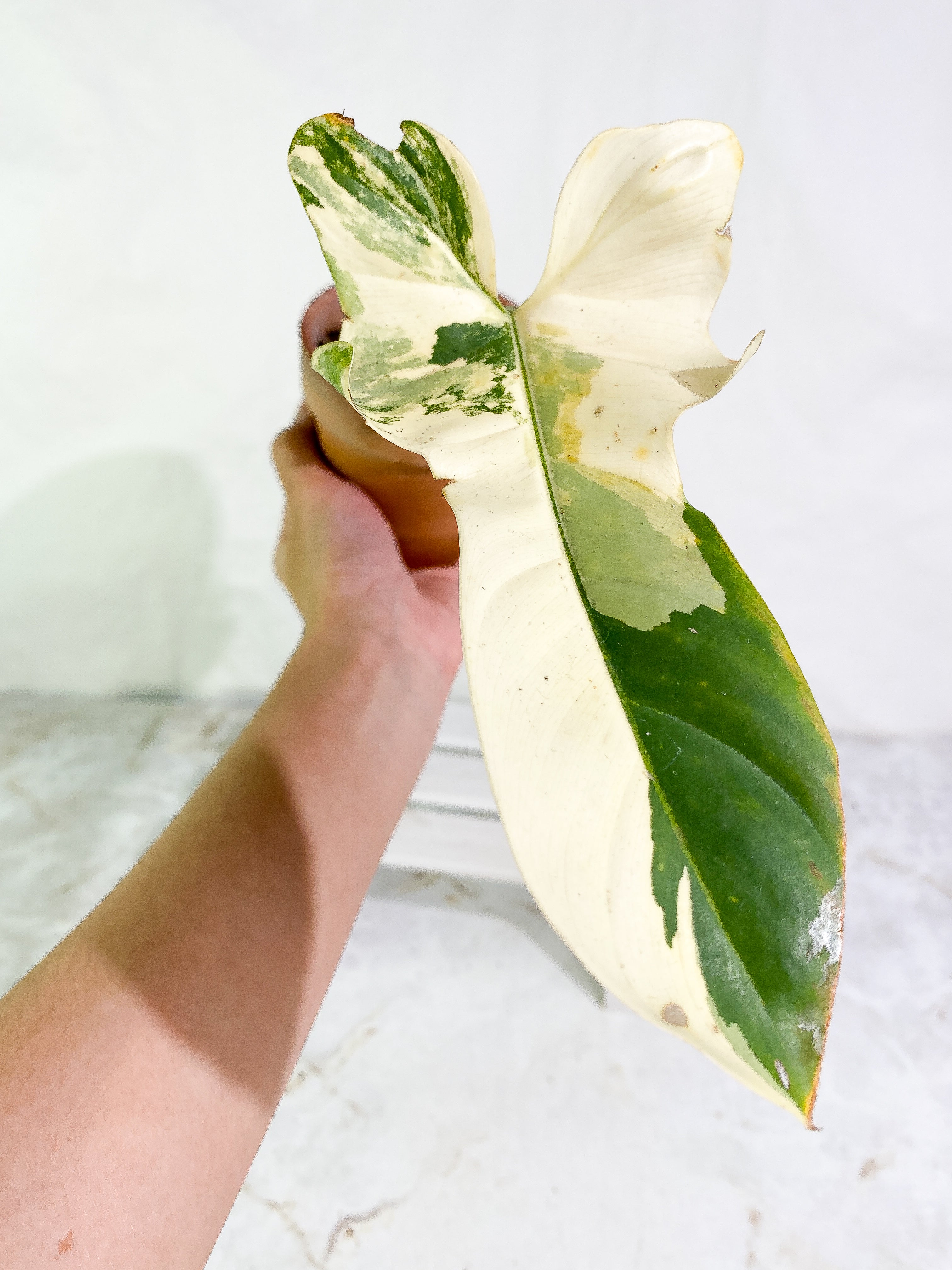 Philodendron bipennifolium variegated 1 leaf 1 sprout Rooted