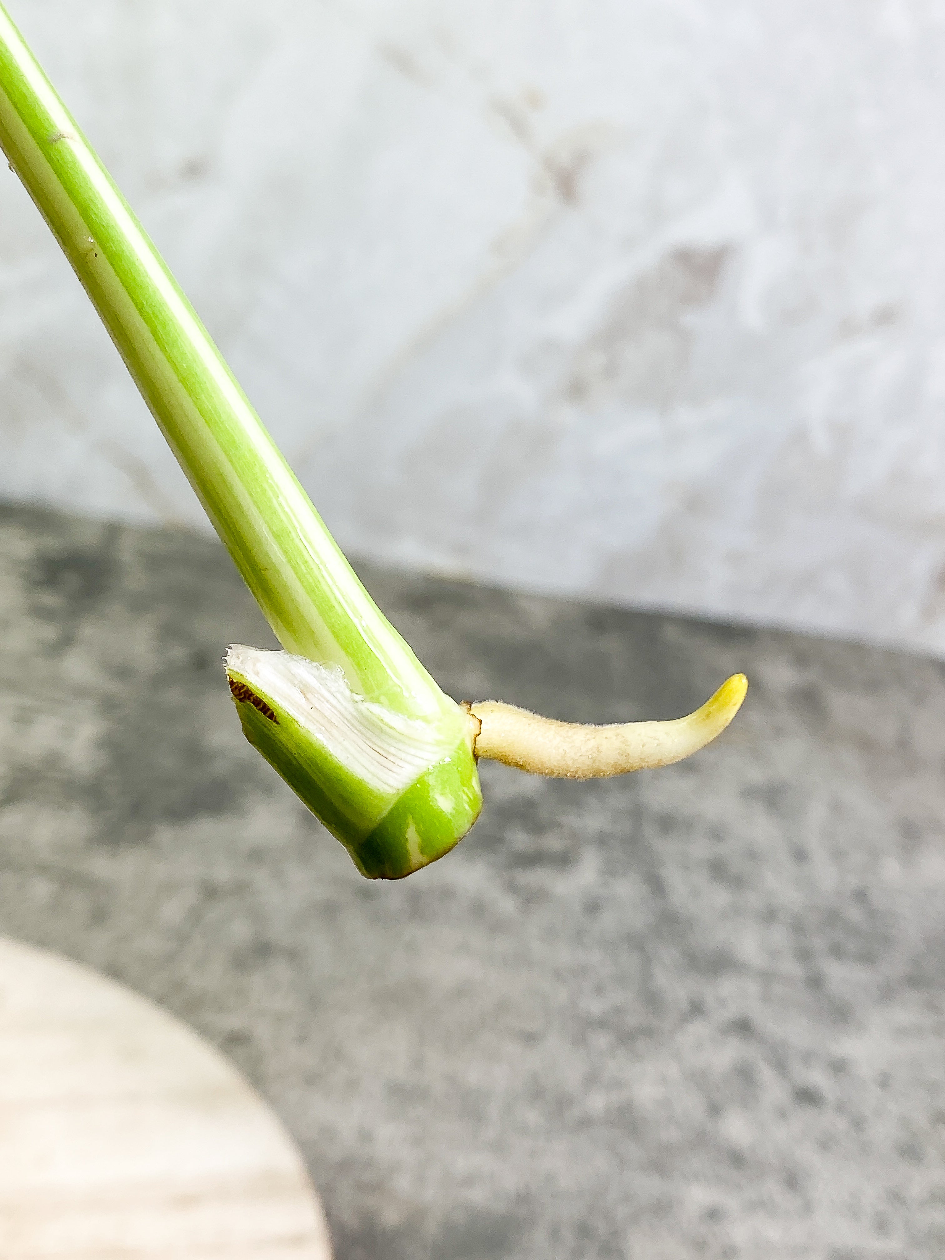 Monstera Thai Constellation 1 leaf Rooting Top Cutting