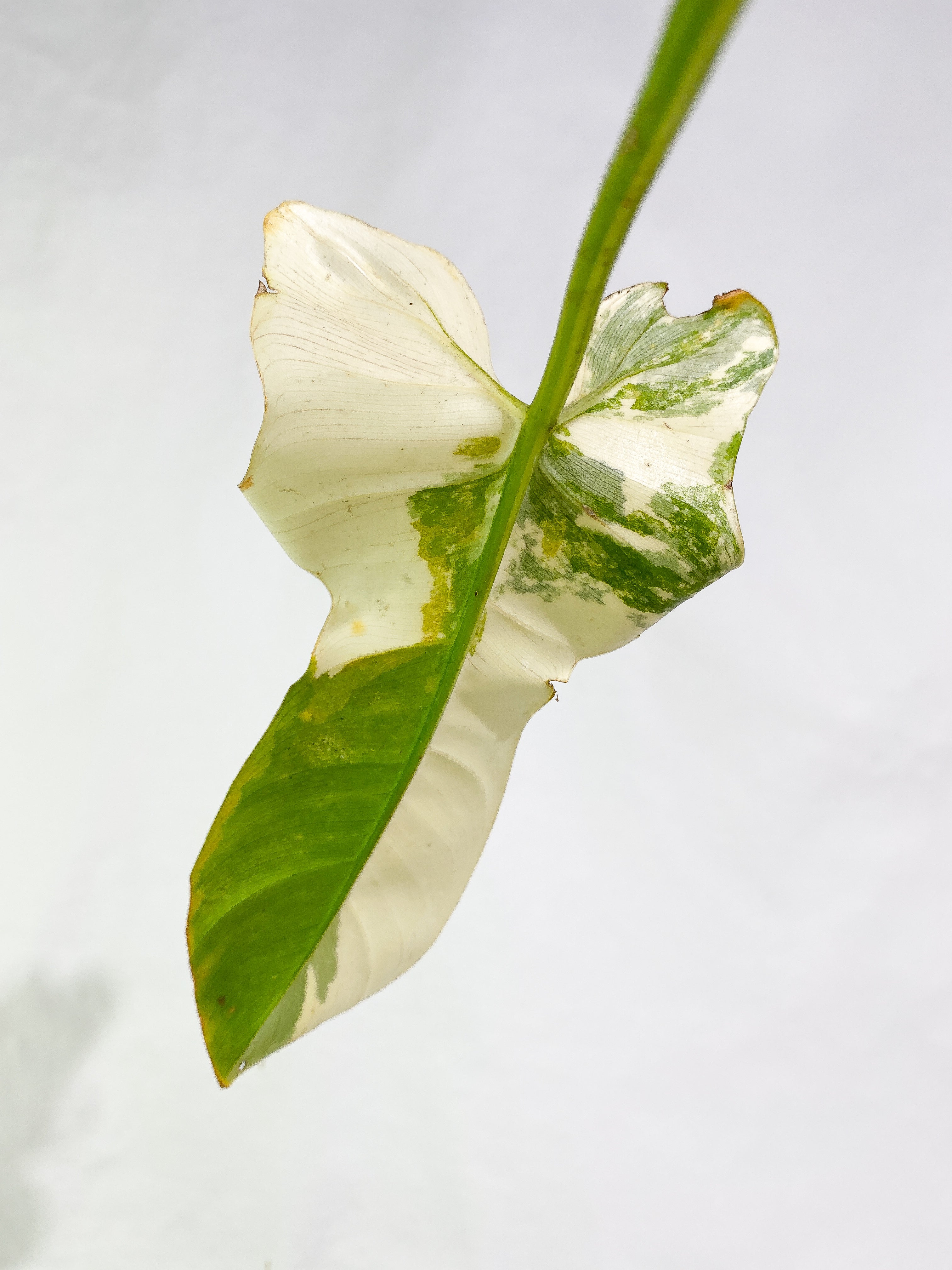 Philodendron bipennifolium variegated 1 leaf 1 sprout Rooted