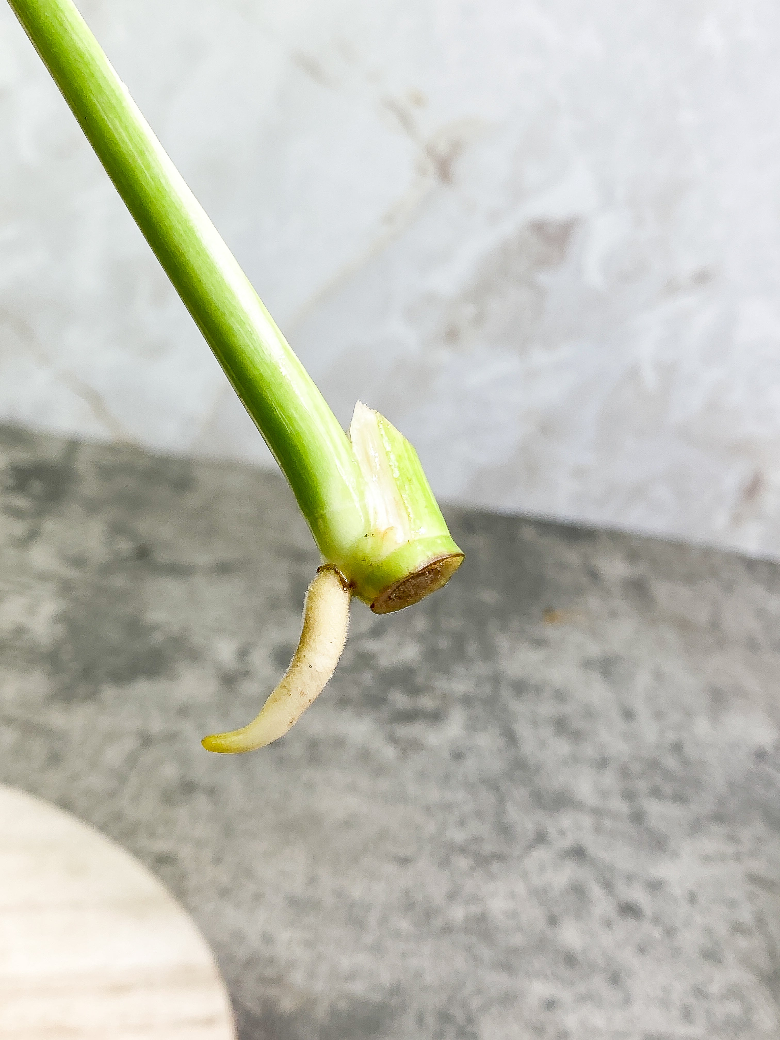 Monstera Thai Constellation 1 leaf Rooting Top Cutting