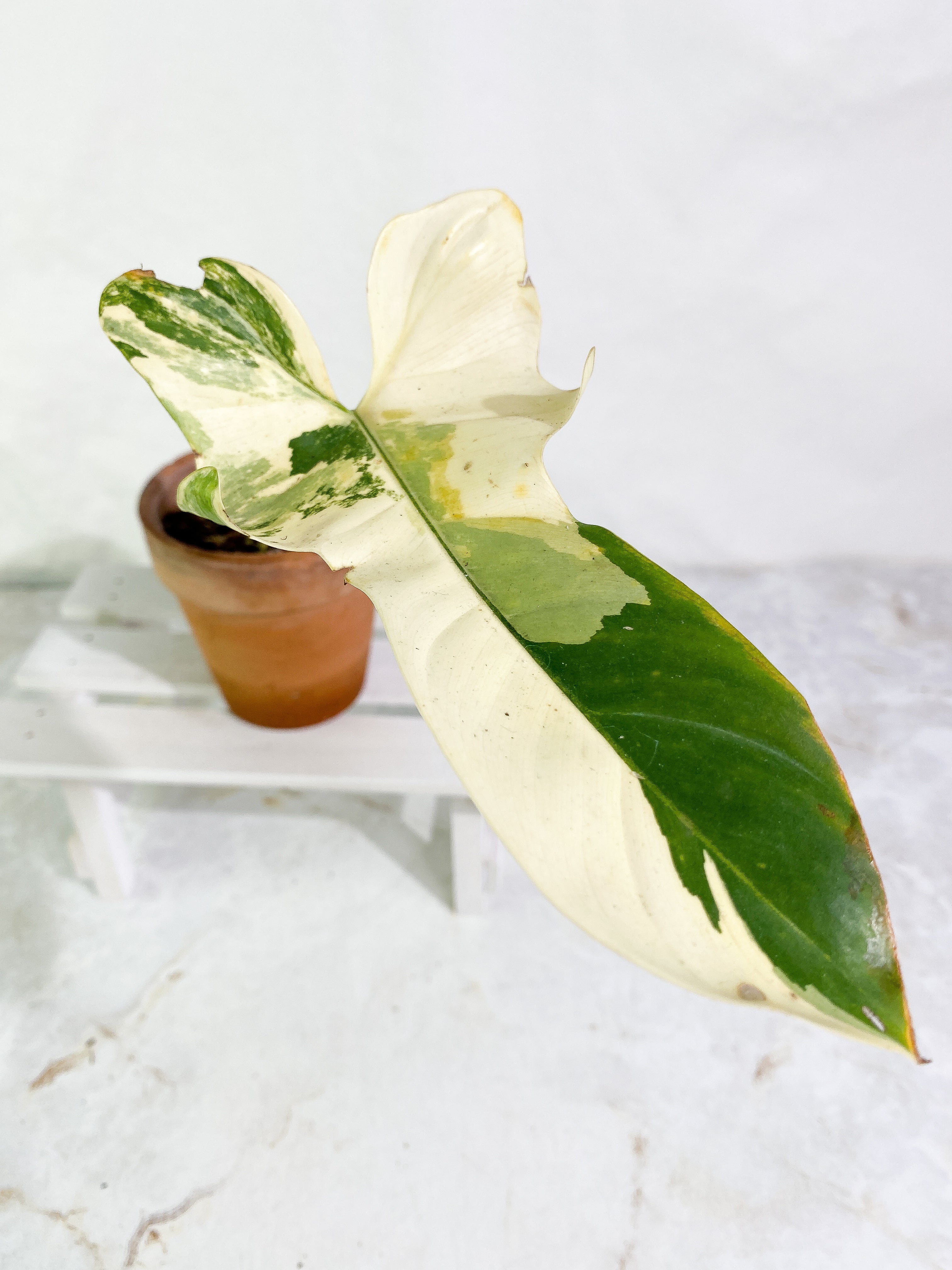 Philodendron bipennifolium variegated 1 leaf 1 sprout Rooted