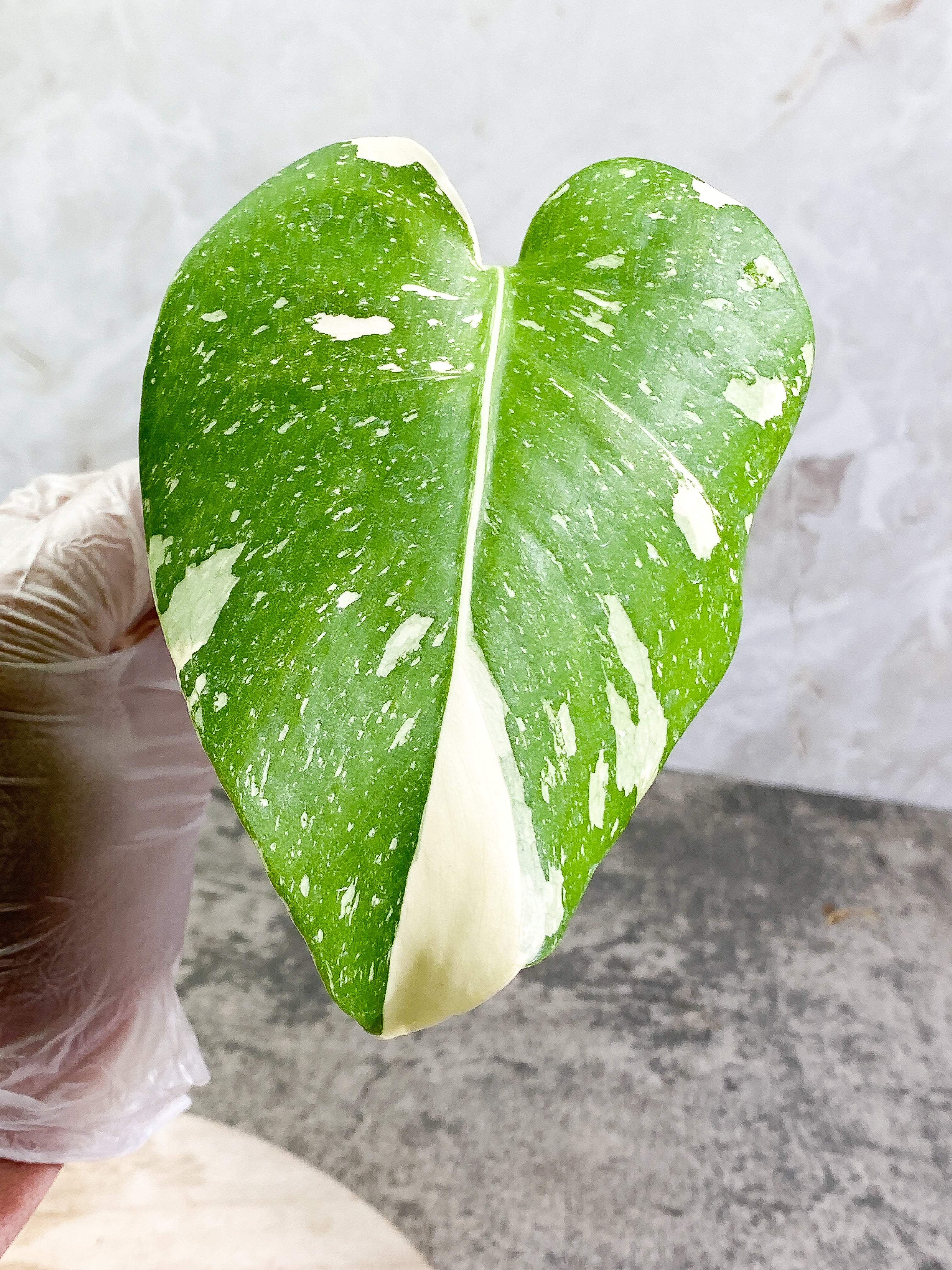 Monstera Thai Constellation 1 leaf Rooting Top Cutting