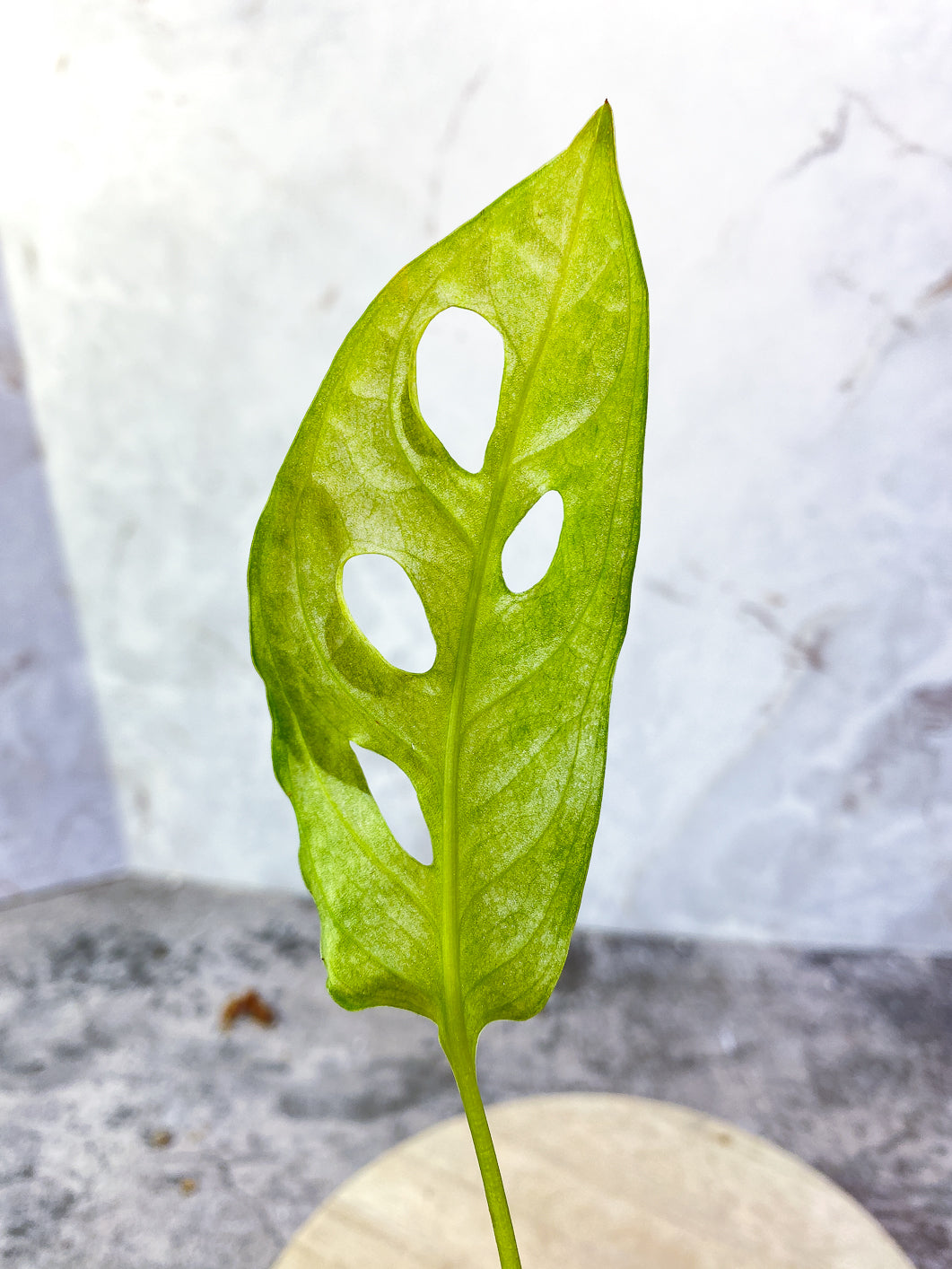 Monstera Adansonii Archipelago 1 leaf 1 sprout Slightly Rooted