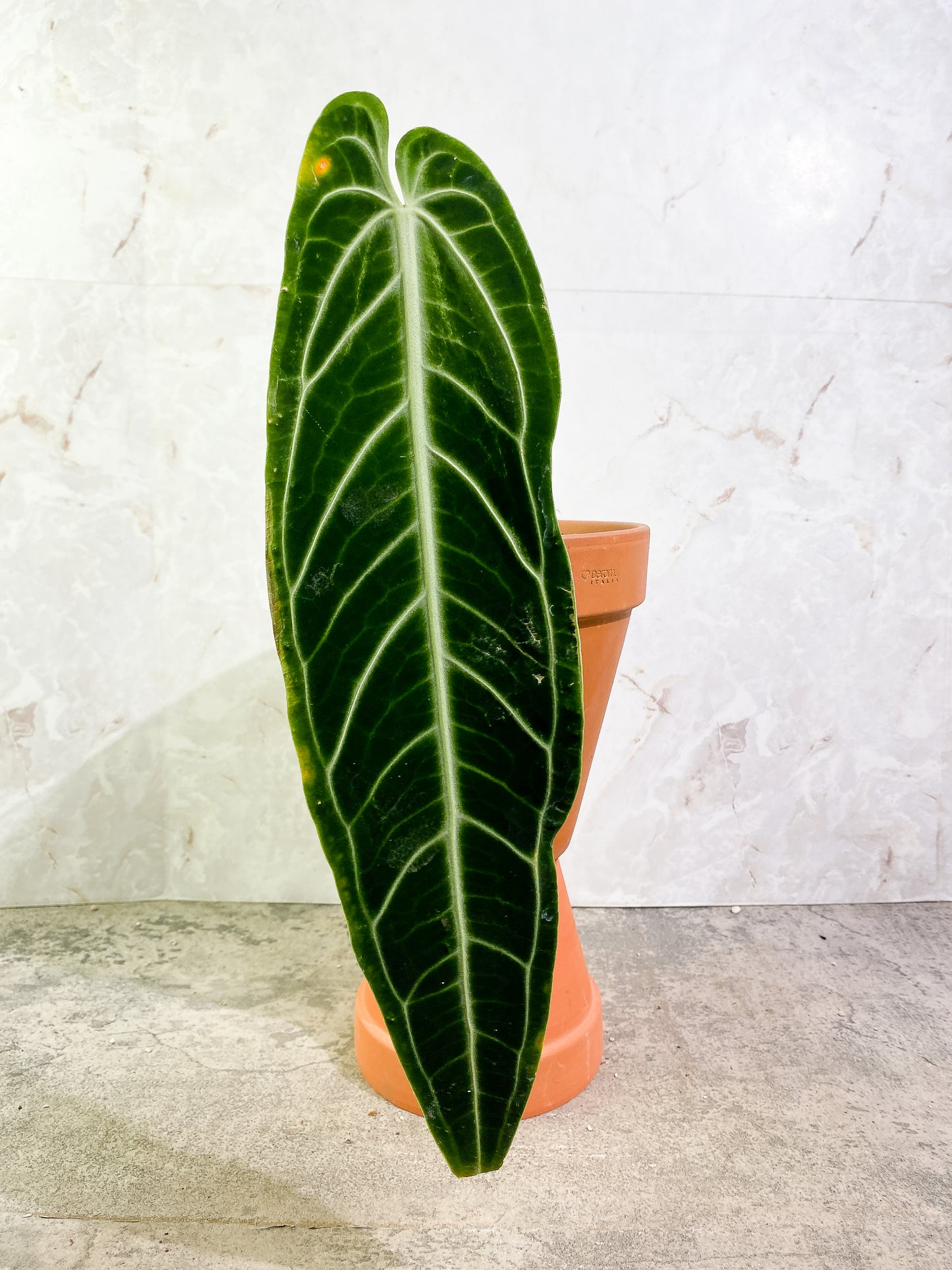Anthurium Warocqueanum Dark Form 1 16 1/2 inch leaf, 1 sprout fully rooted