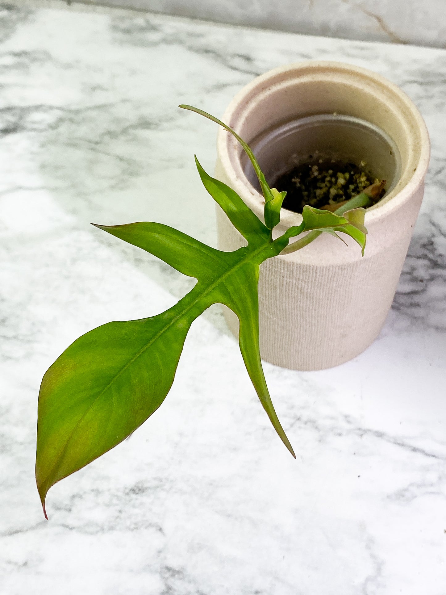 Free Addon  for order over $300 Philodendron Gladhand