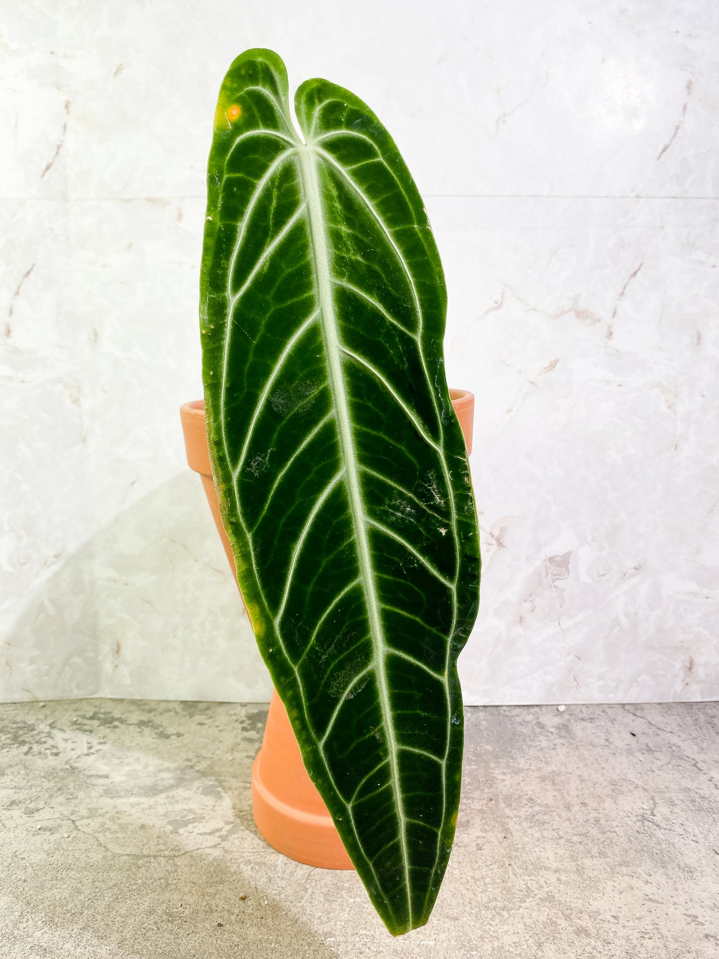 Anthurium Warocqueanum Dark Form 1 16 1/2 inch leaf, 1 sprout fully rooted